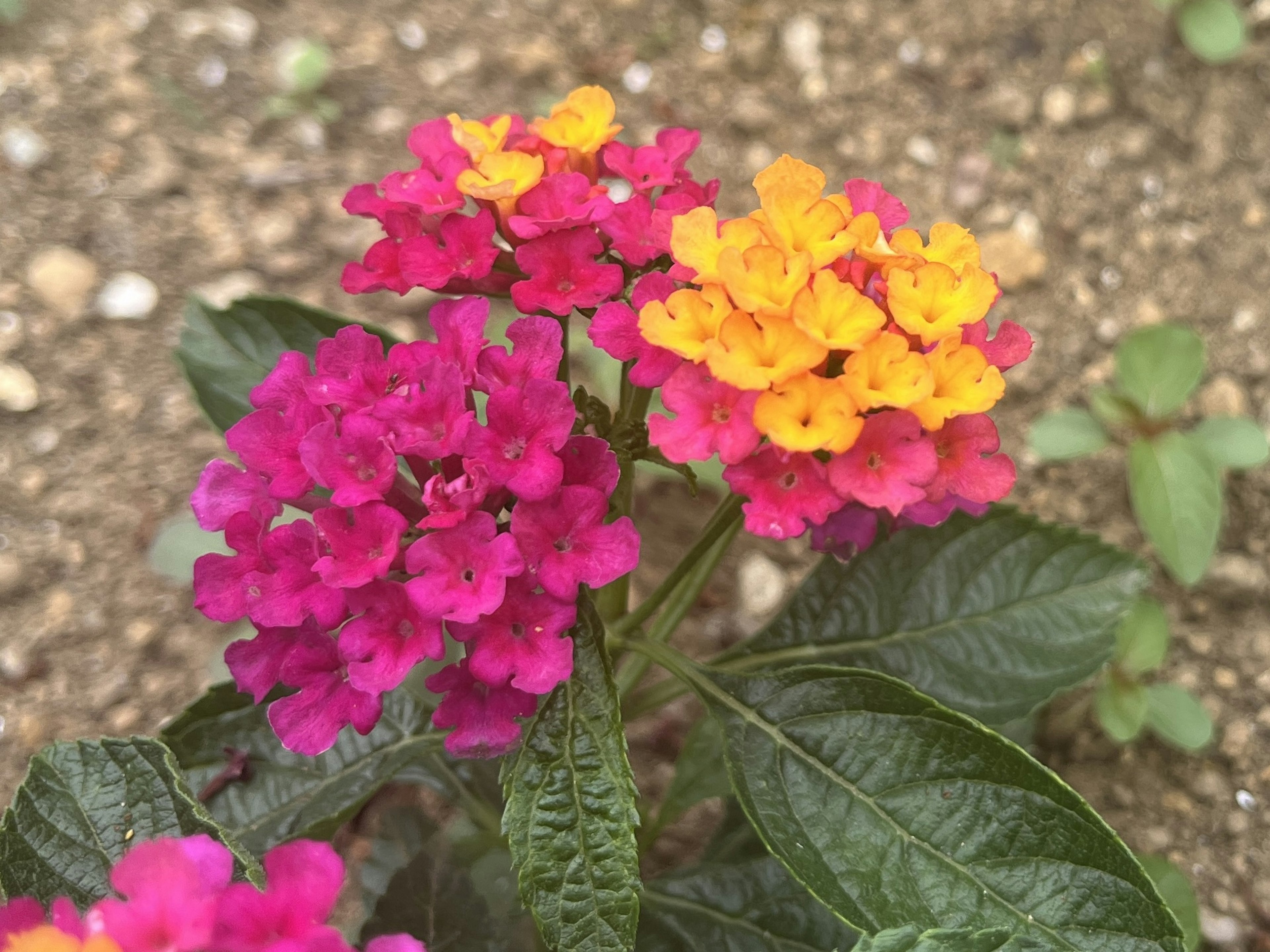 鮮豔的粉色和橙色花朵的蘭塔納植物