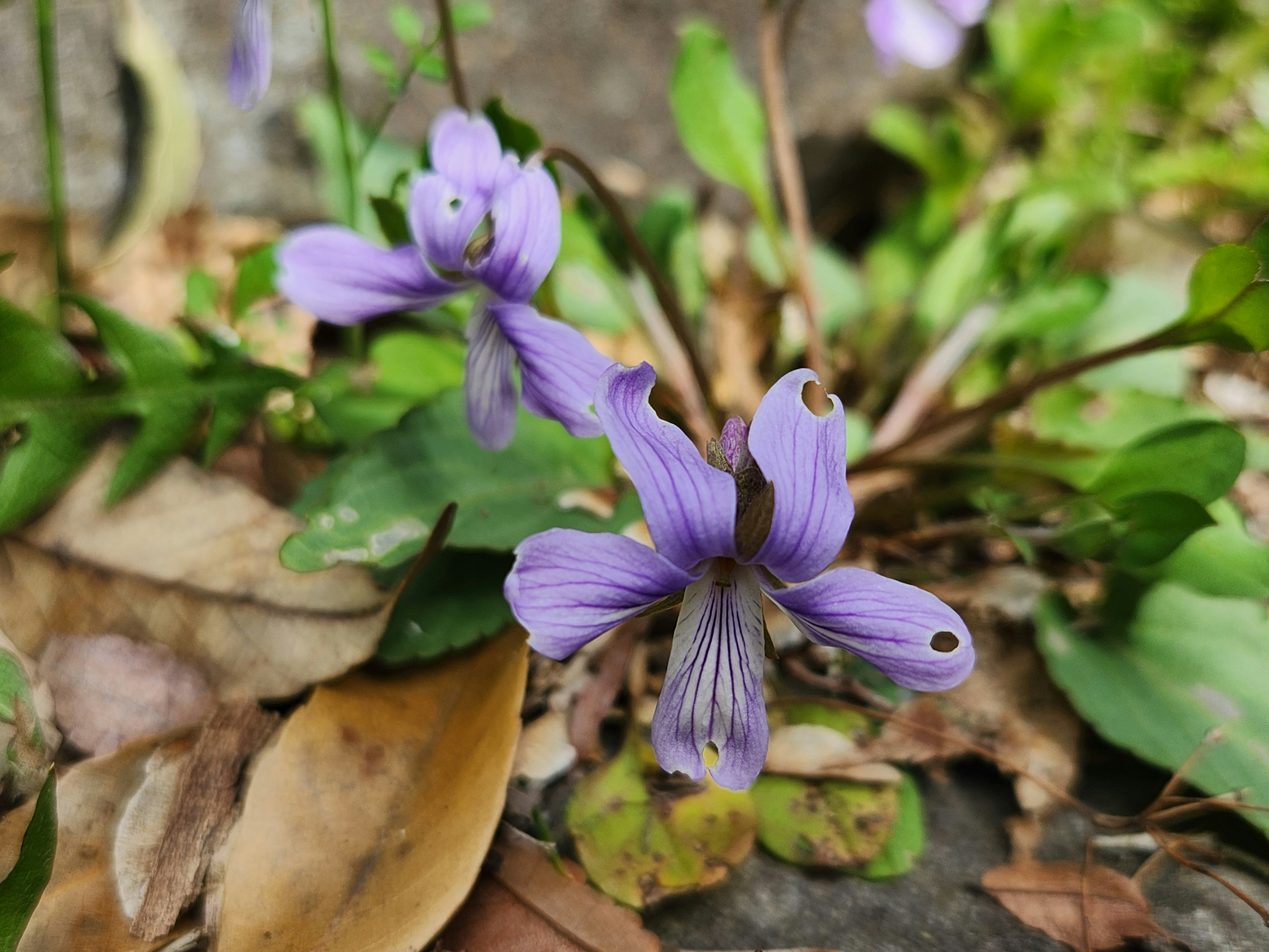 Fleur violette avec des feuilles fanées dans un cadre naturel