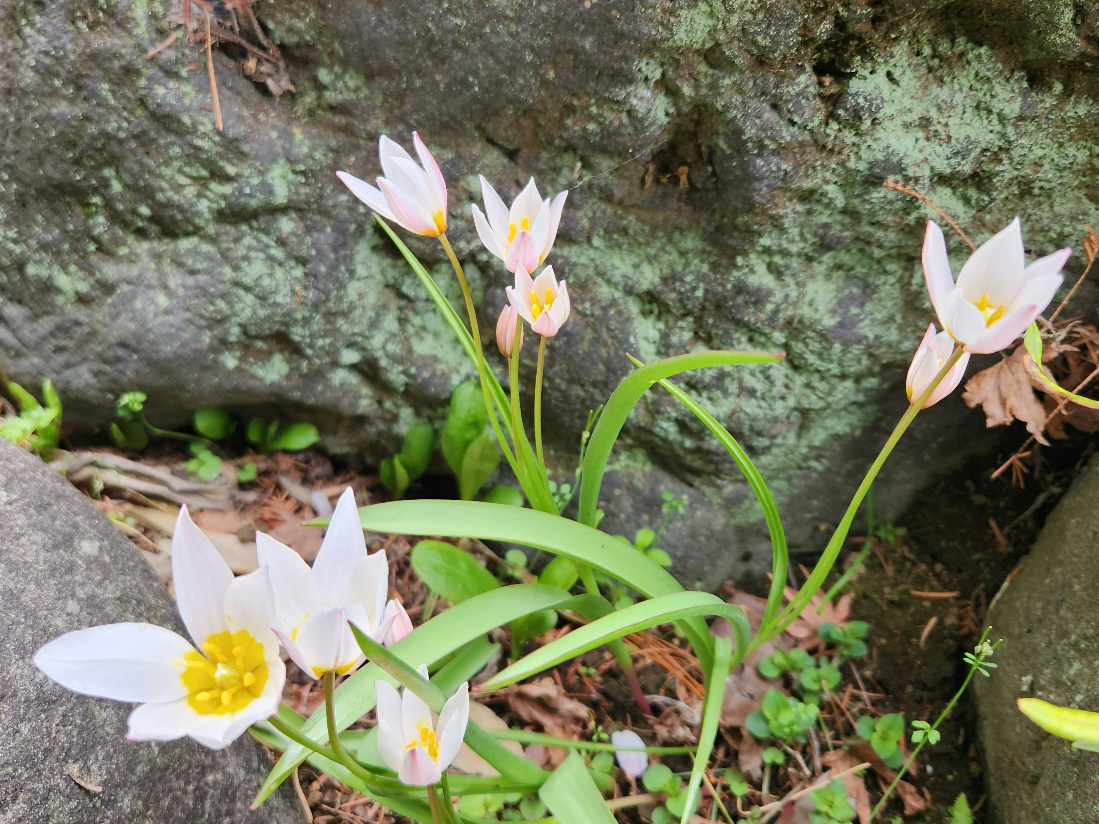 Fleurs blanches poussant entre des rochers avec feuillage vert