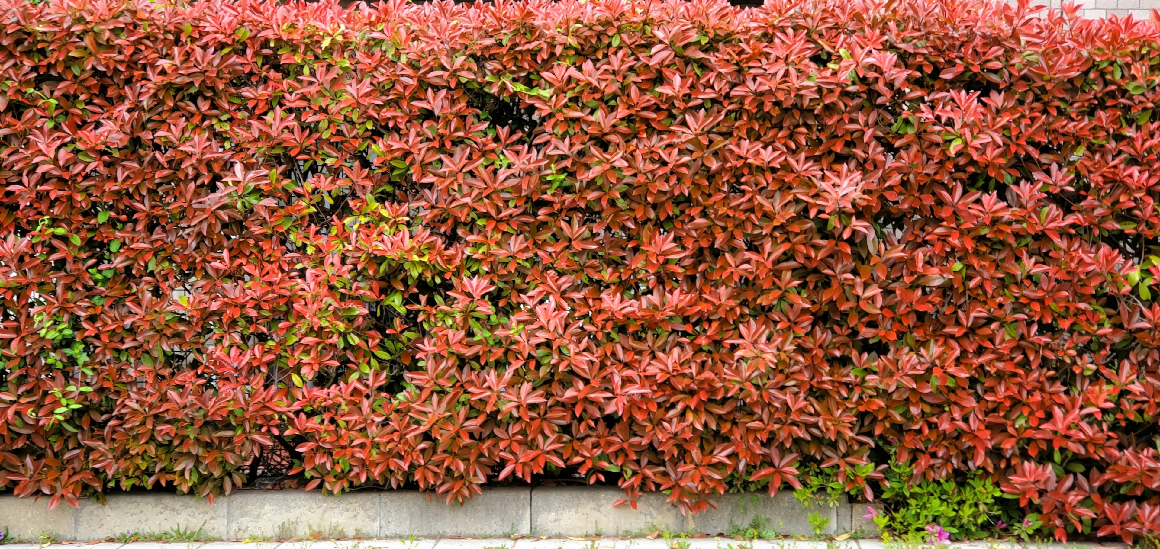 Haie aux feuilles rouges vives en pleine vue