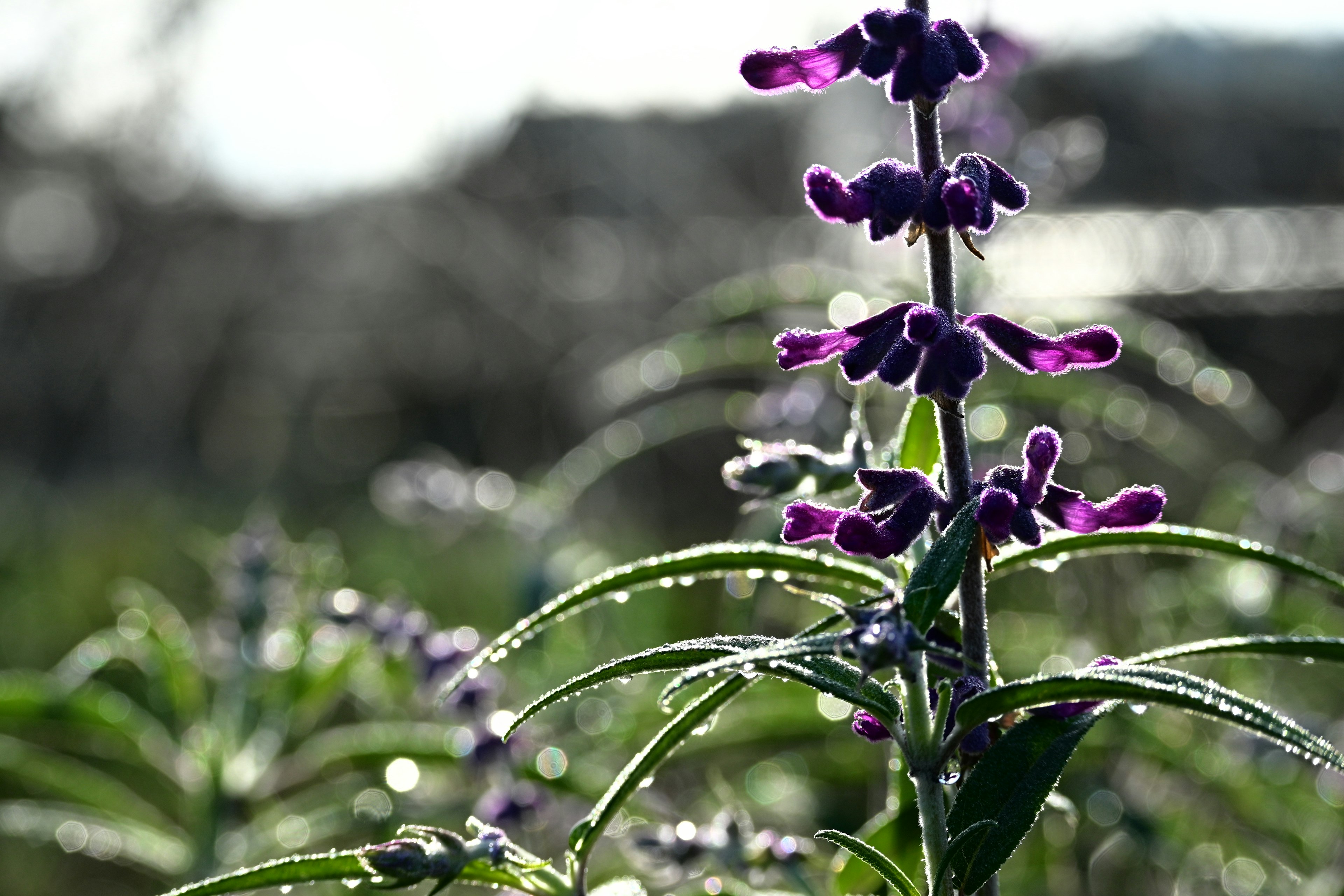 Nahaufnahme einer Pflanze mit lila Blumen und tau-bedeckten Blättern vor einem verschwommenen Hintergrund