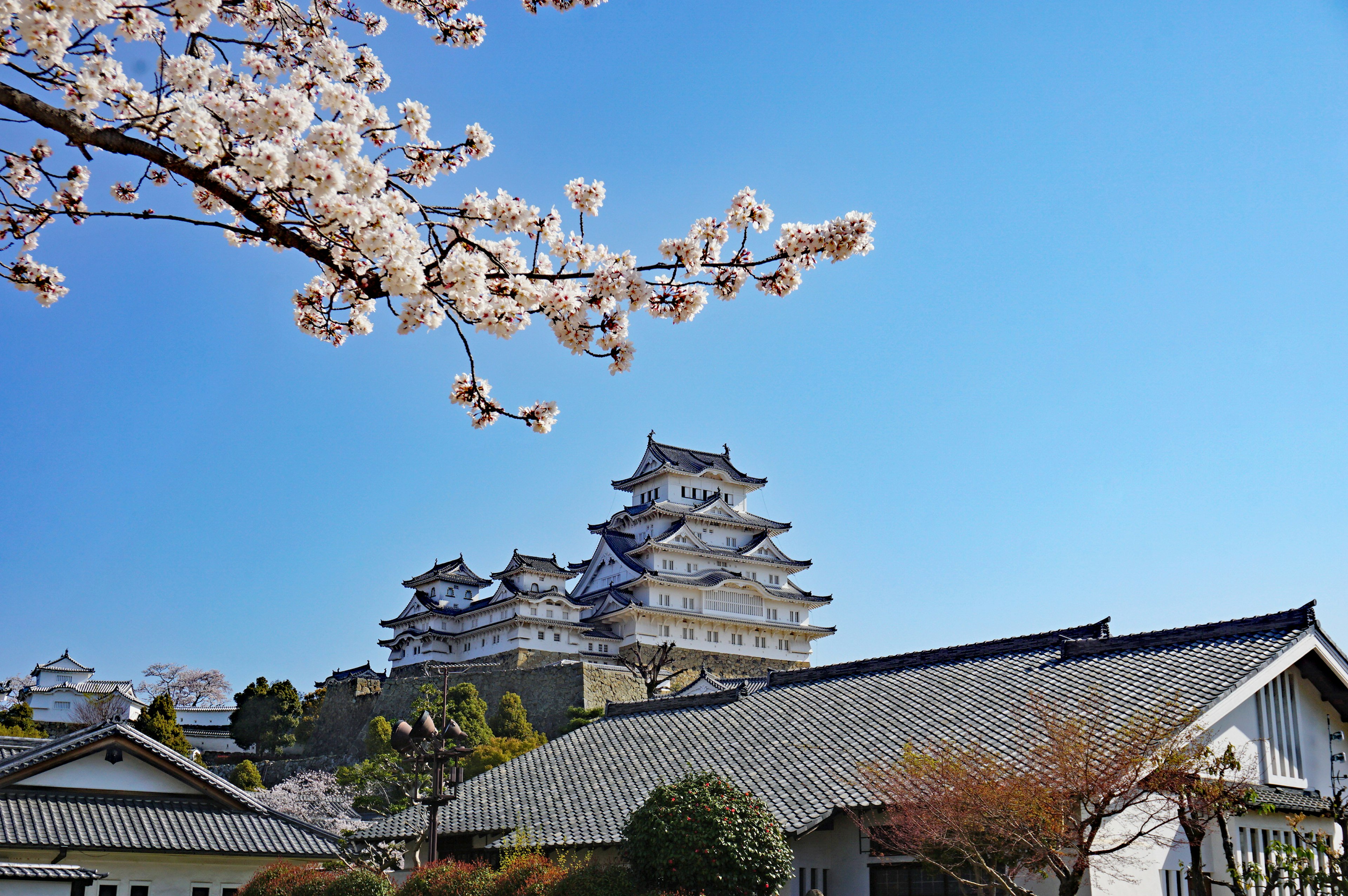 Cherry blossoms framing Himeji Castle against a clear blue sky