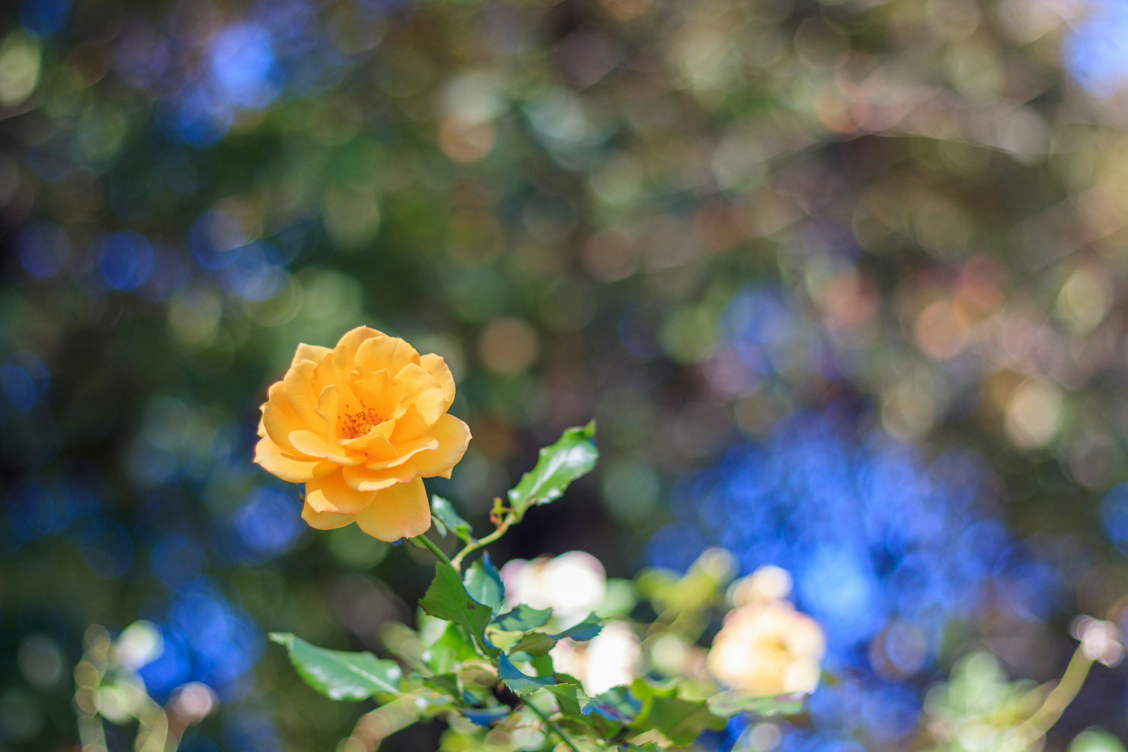 Eine lebendige orangefarbene Rose blüht vor einem blauen Hintergrund