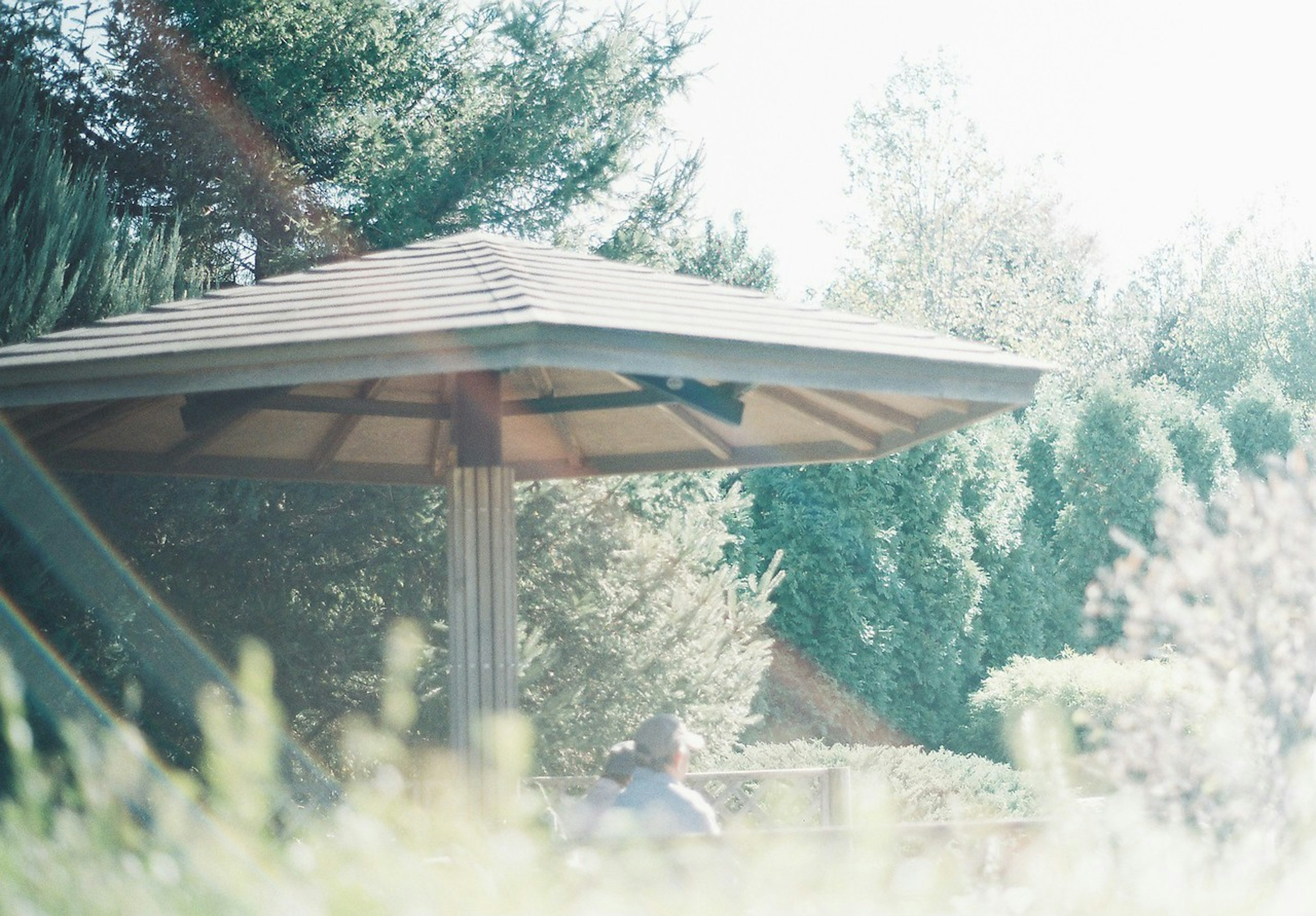 Pergola in legno circondata da vegetazione lussureggiante e luce soffusa