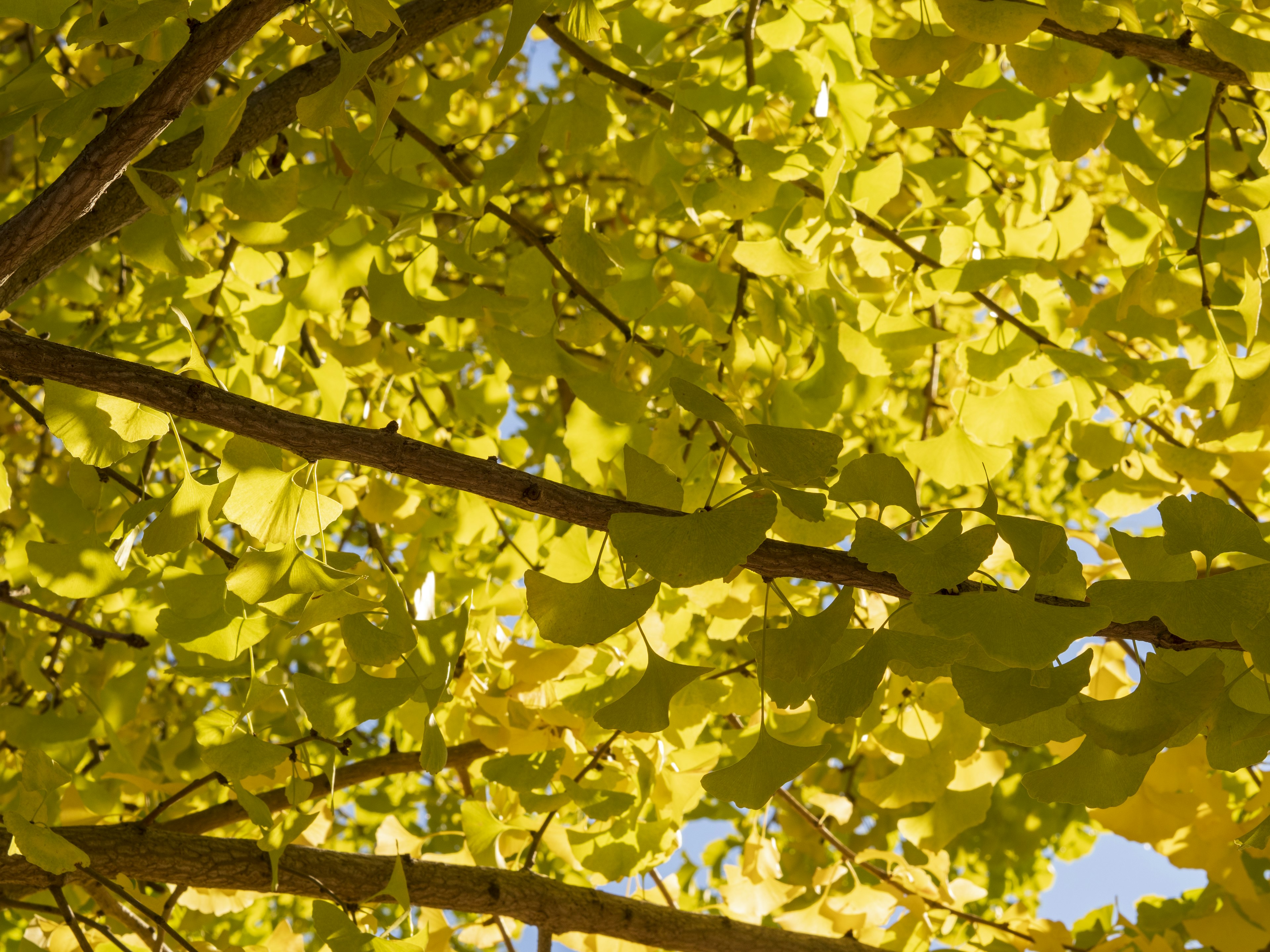 Close-up of tree branches with bright yellow leaves