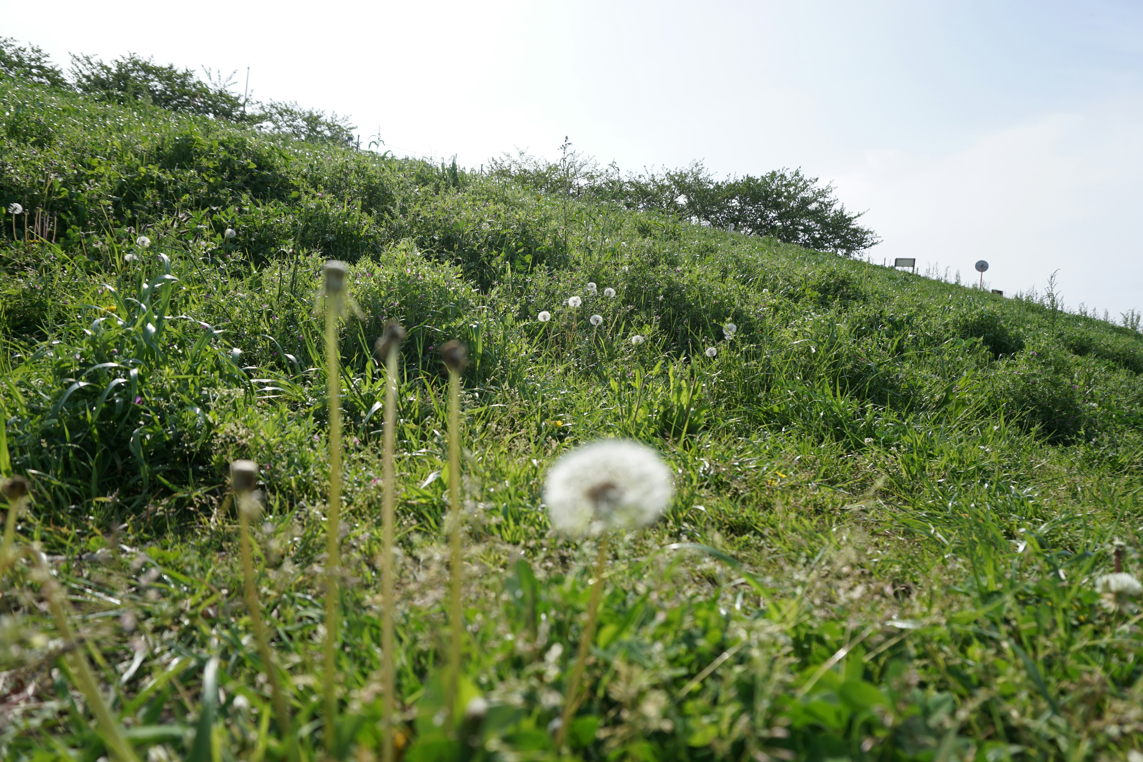 Löwenzahnsamenkopf in einem grasbewachsenen Feld unter blauem Himmel