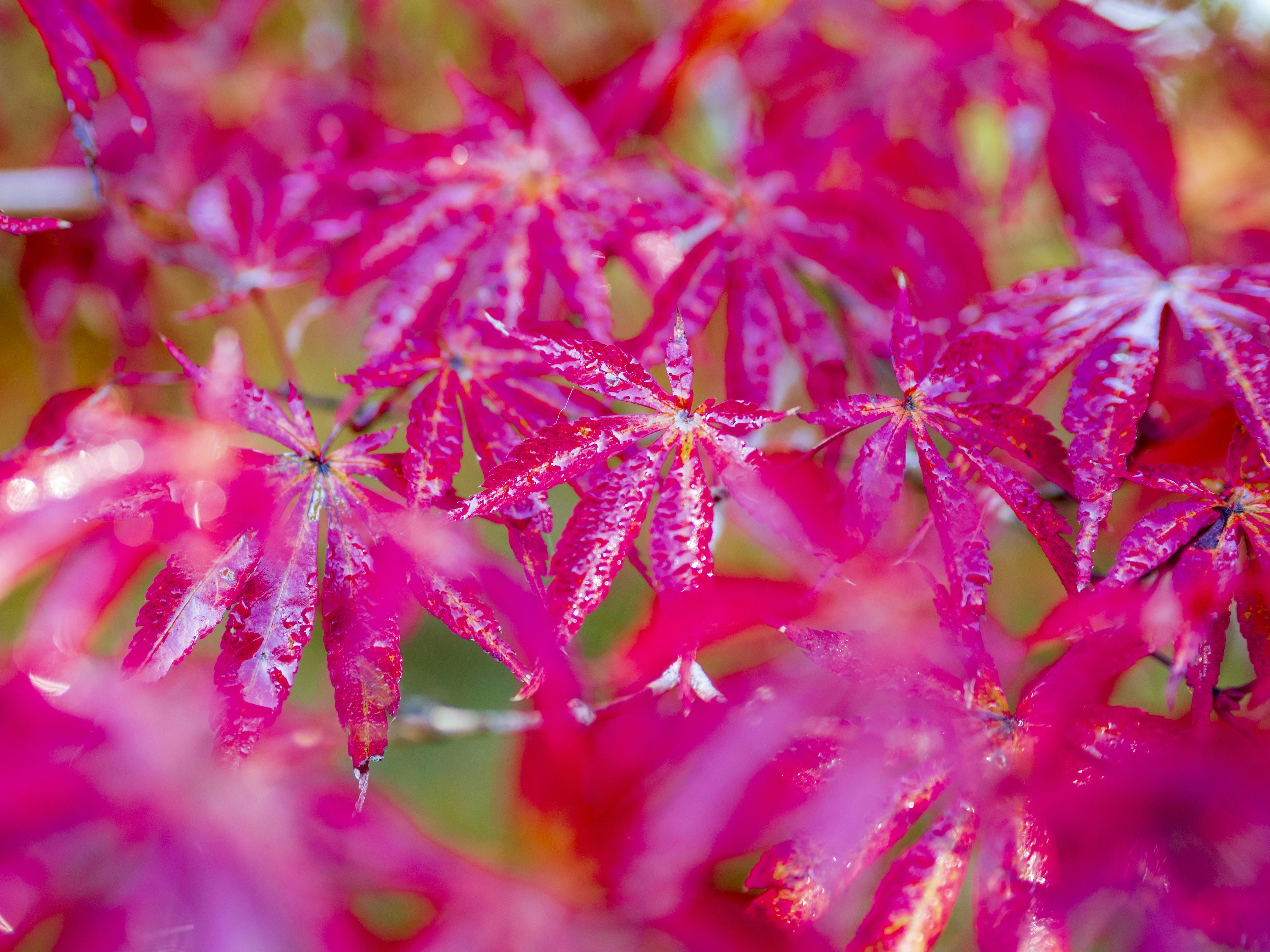 Feuilles d'érable rouges vibrantes scintillant de rosée