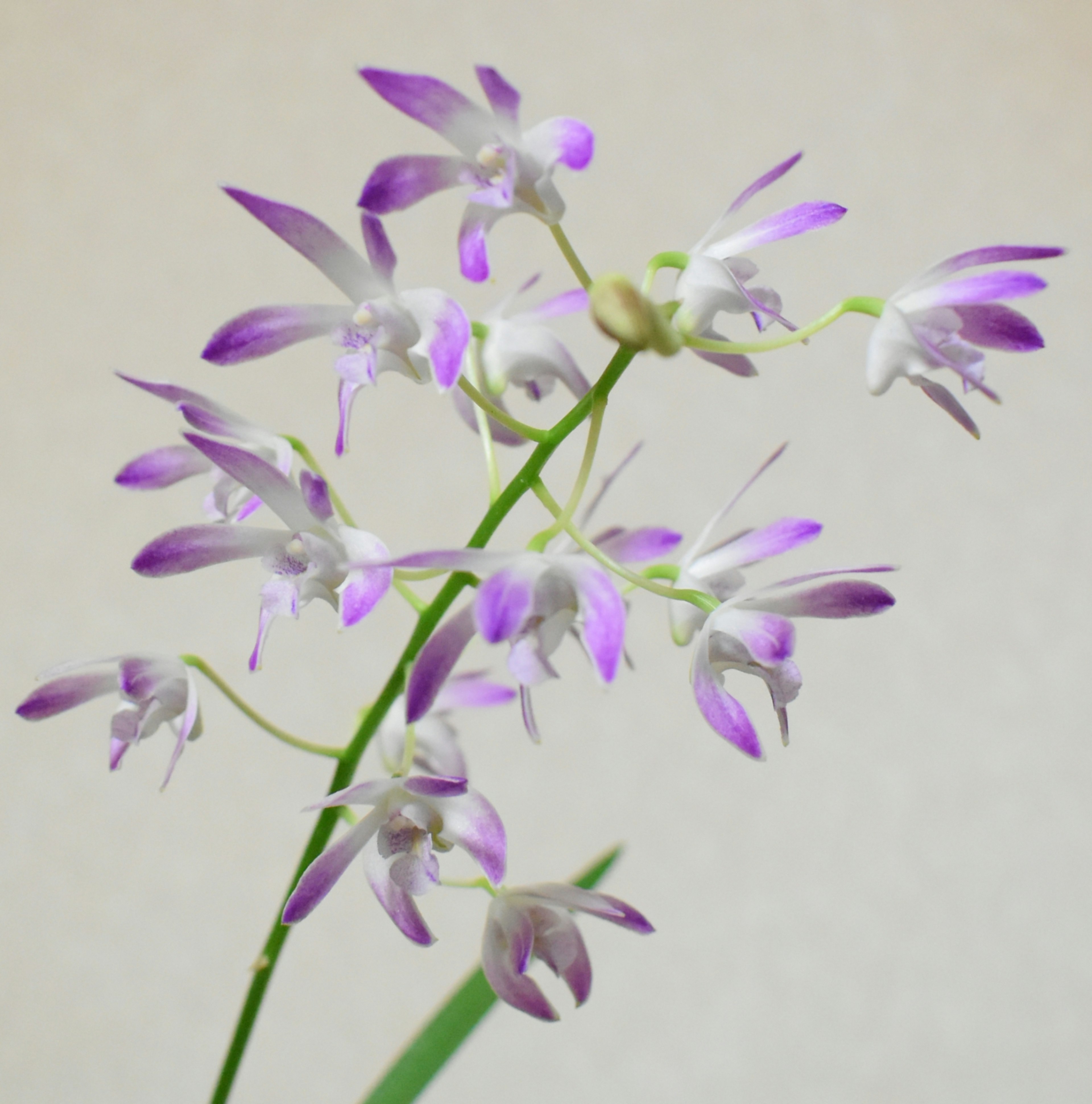 Ramo de flores de orquídeas blancas y moradas