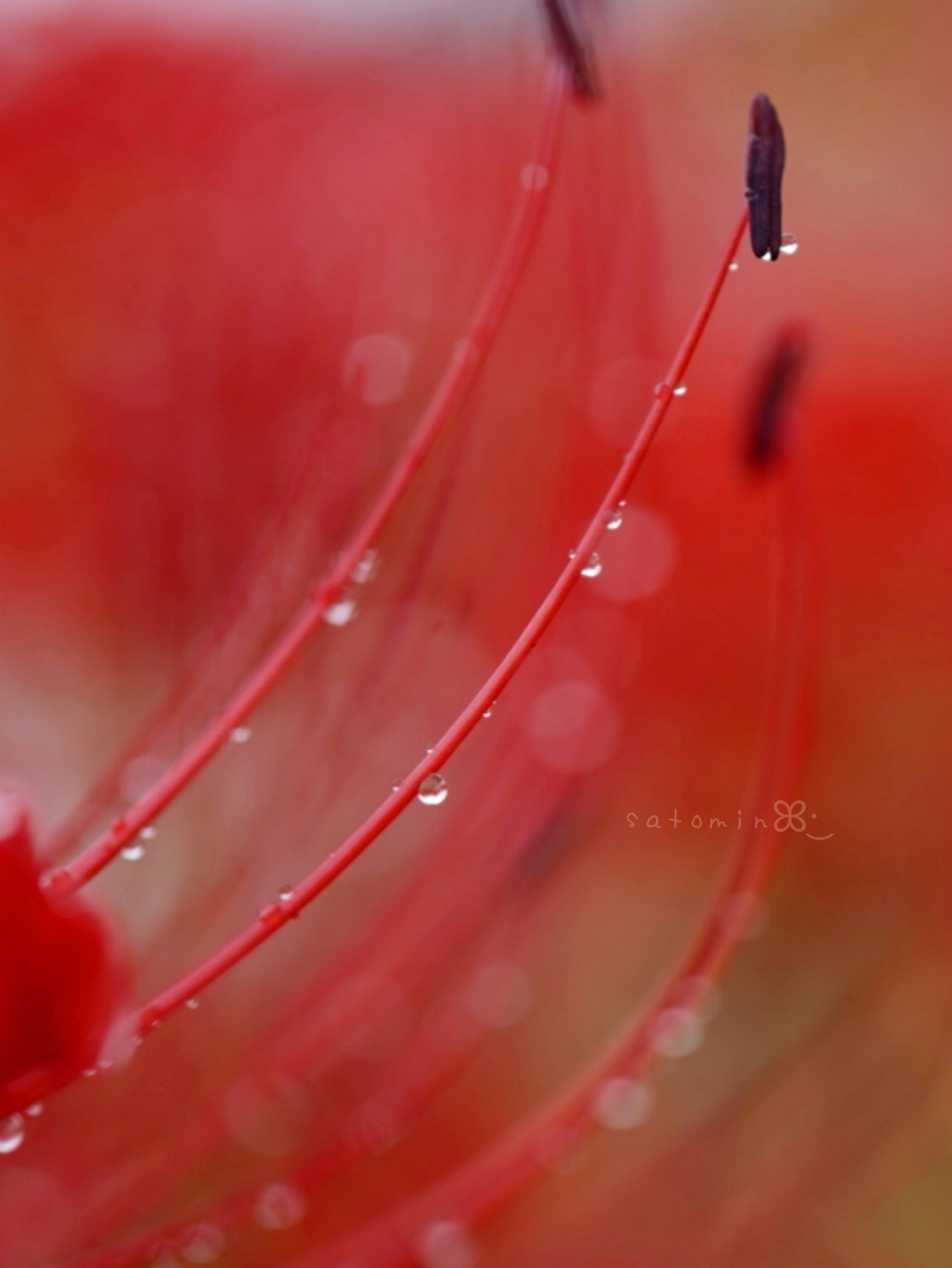 Makrofoto einer roten Blume mit langen Staubfäden und Griffeln, die mit Tropfen bedeckt sind