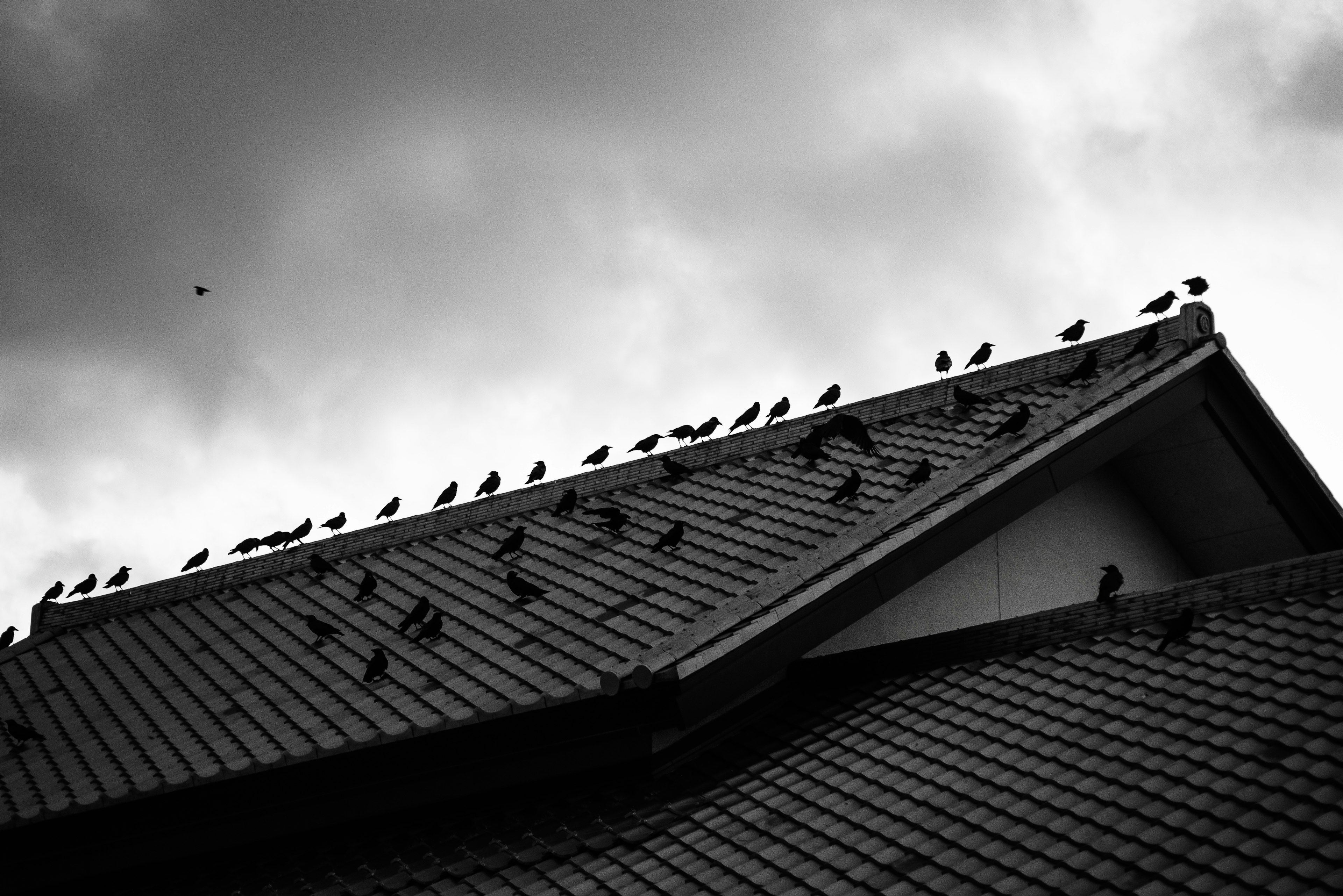 Birds perched on a roof under a cloudy sky