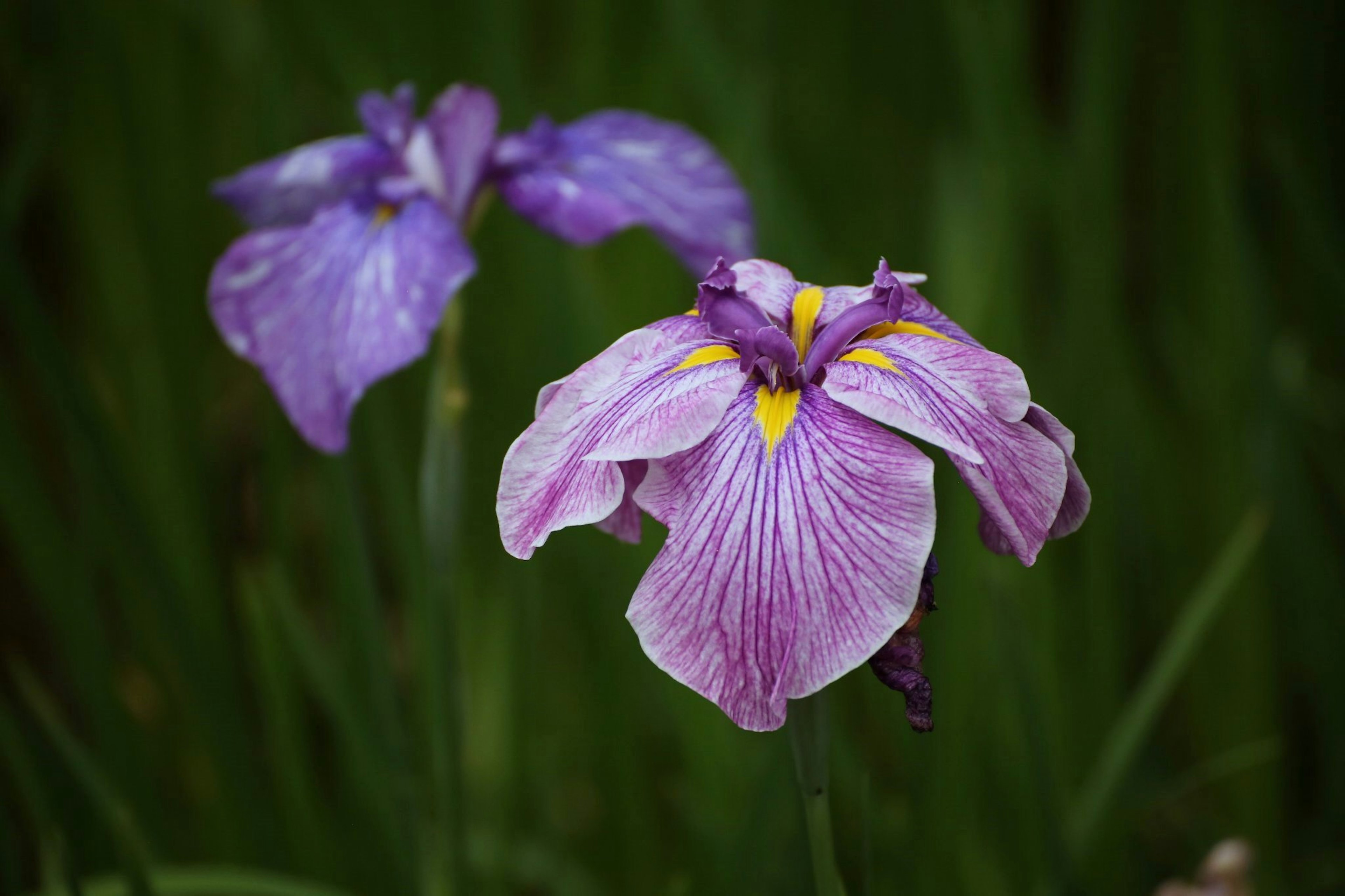 Hermosas flores de iris moradas floreciendo entre hojas verdes