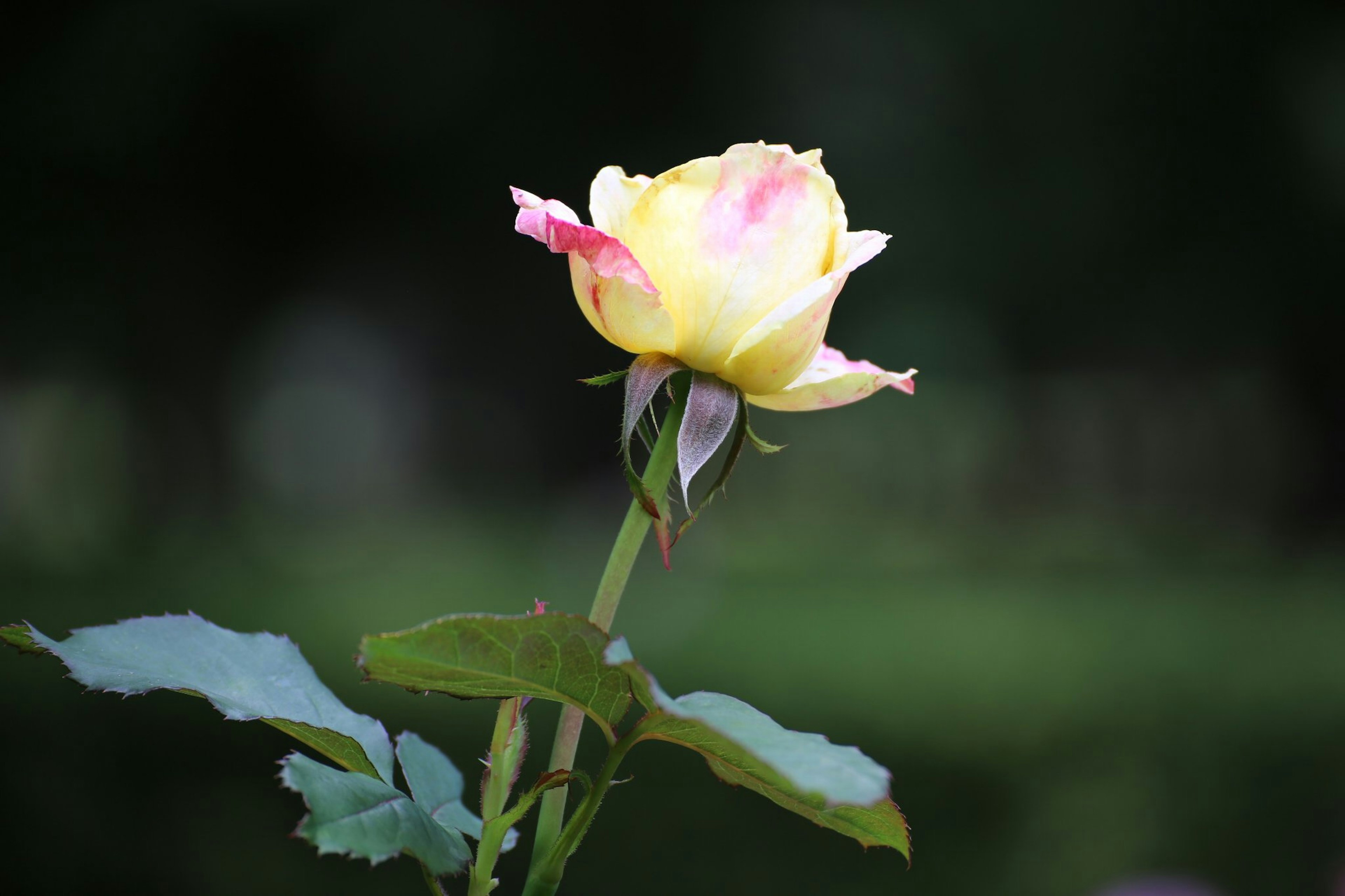 Une fleur de rose jaune et rose se démarque sur un fond vert