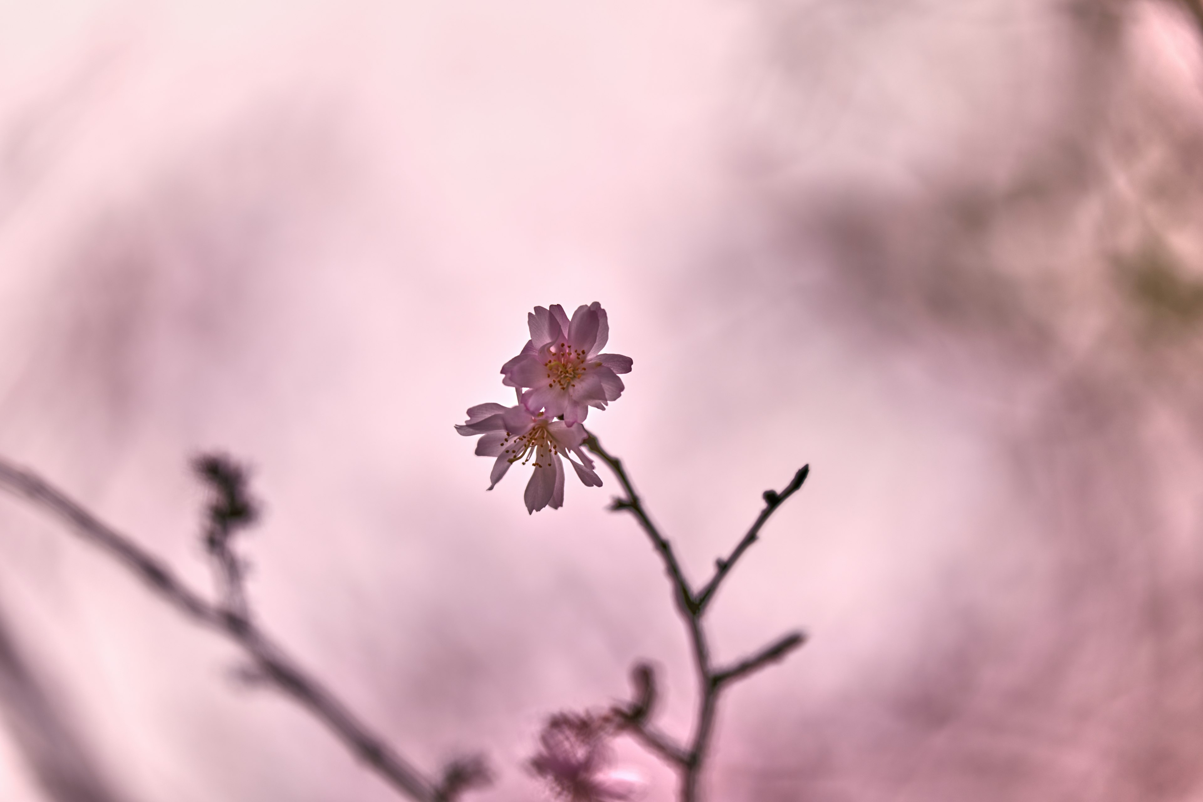 薄いピンクの背景に咲く桜の花のクローズアップ