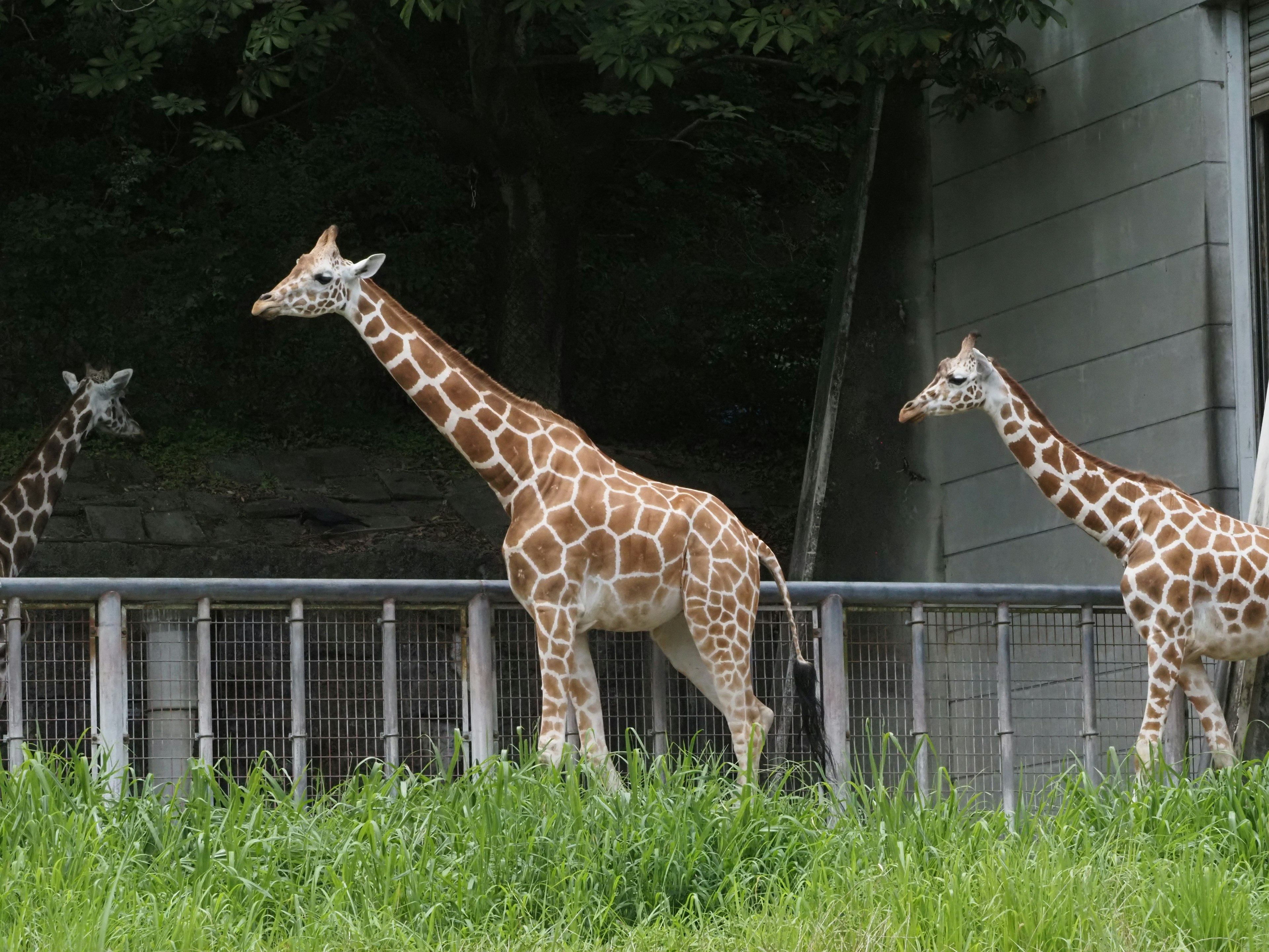 Drei Giraffen stehen in einem grasbewachsenen Bereich