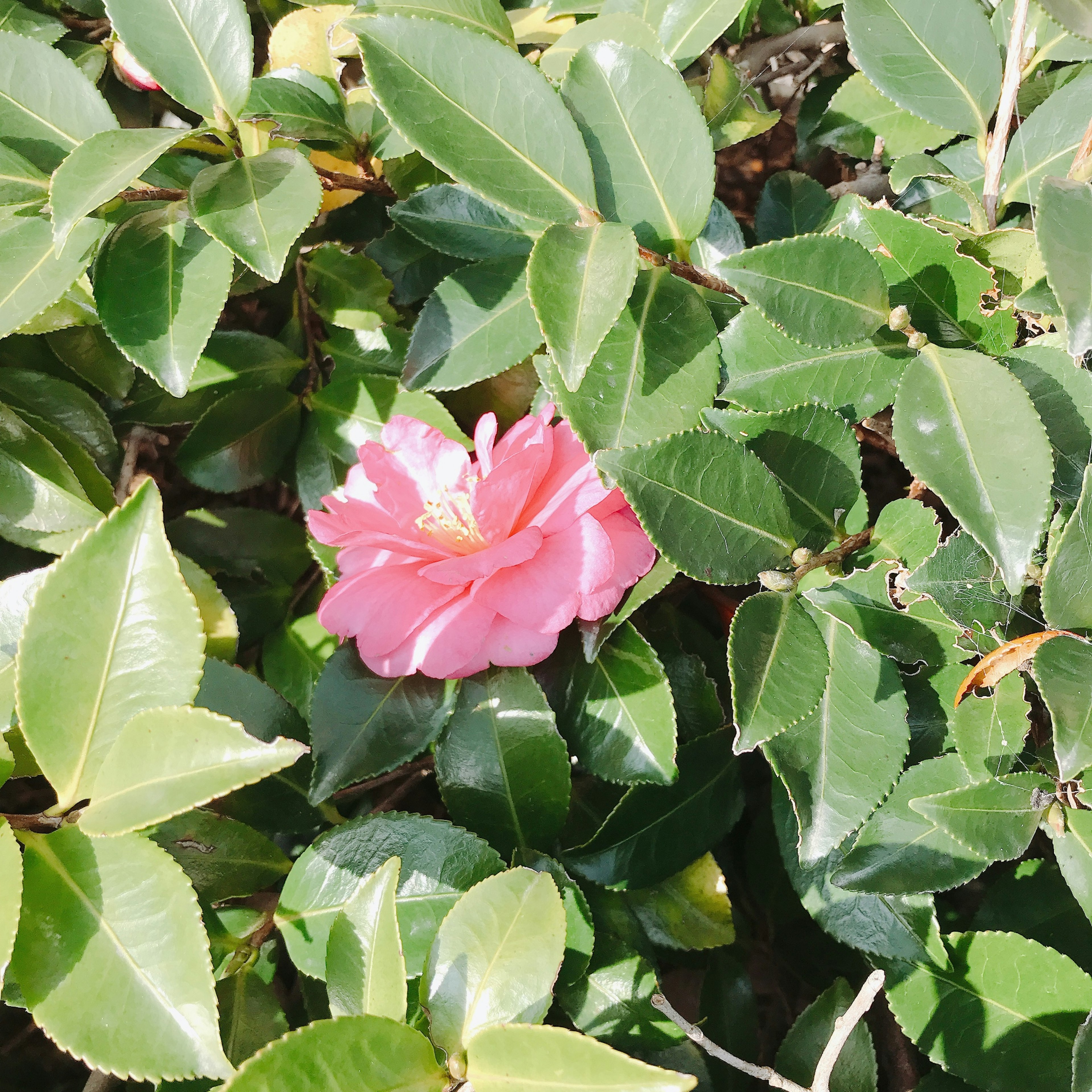 Una flor rosa floreciendo entre hojas verdes