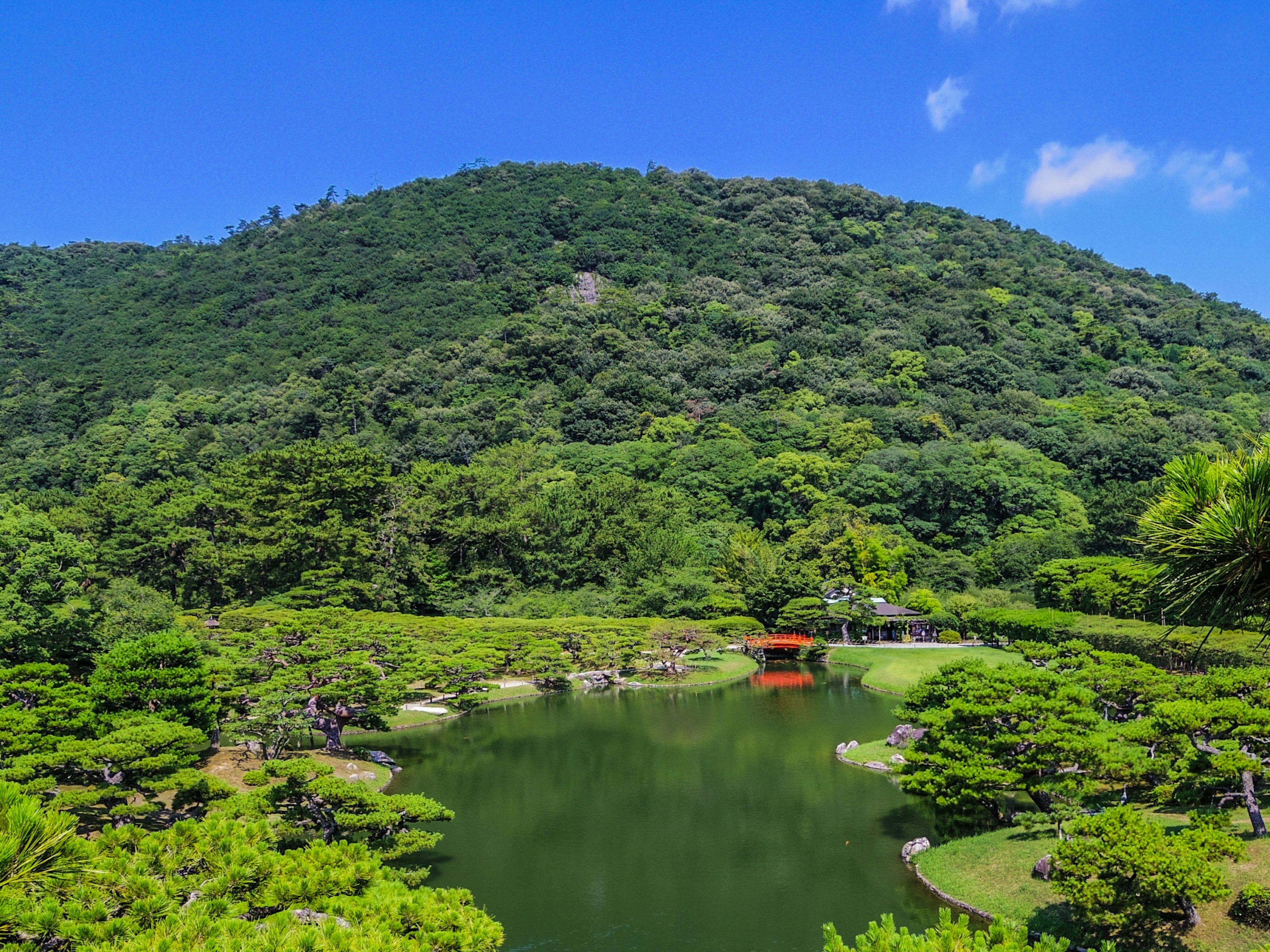 美丽的日本花园景观 绿意盎然的植物和一个池塘