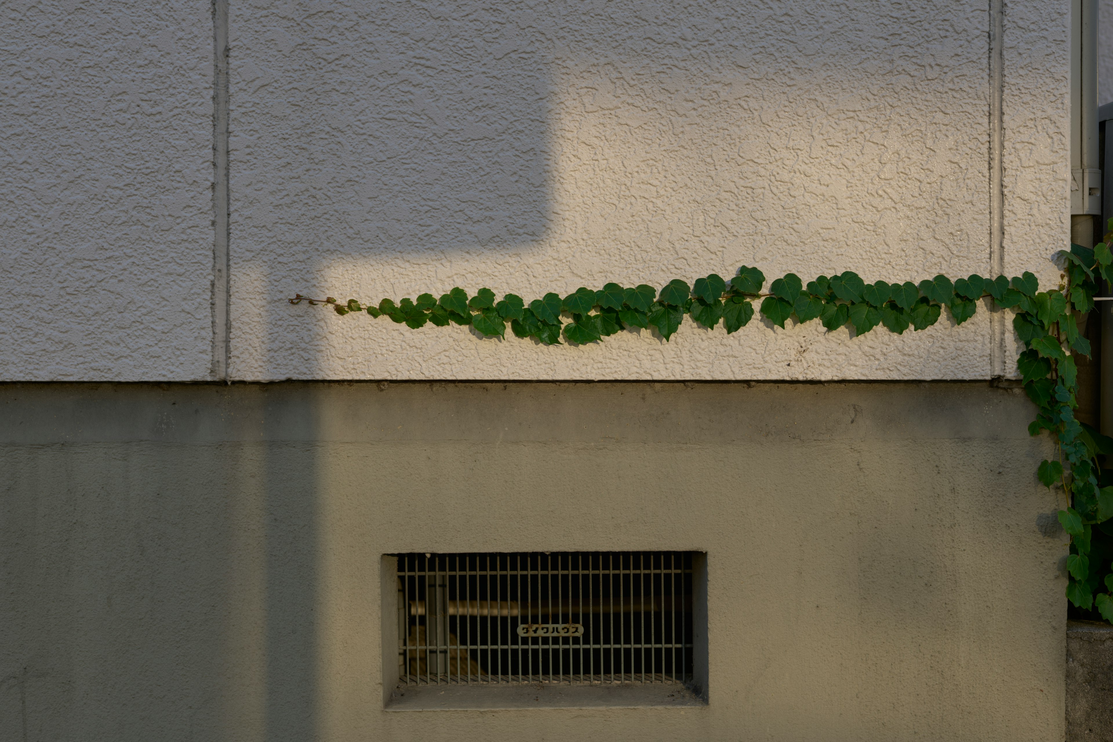 Grüne Efeu, der entlang einer weißen Wand wächst, mit einem geworfenen Schatten