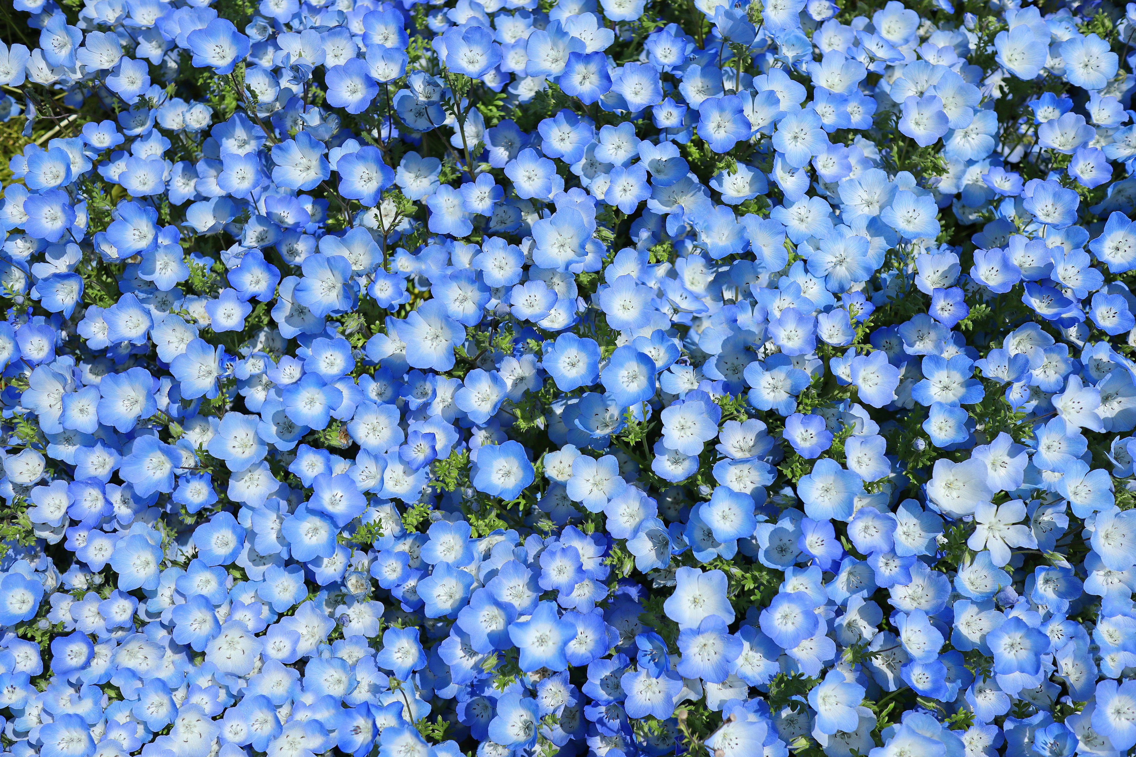 Lanskap indah dipenuhi dengan kelompok bunga biru