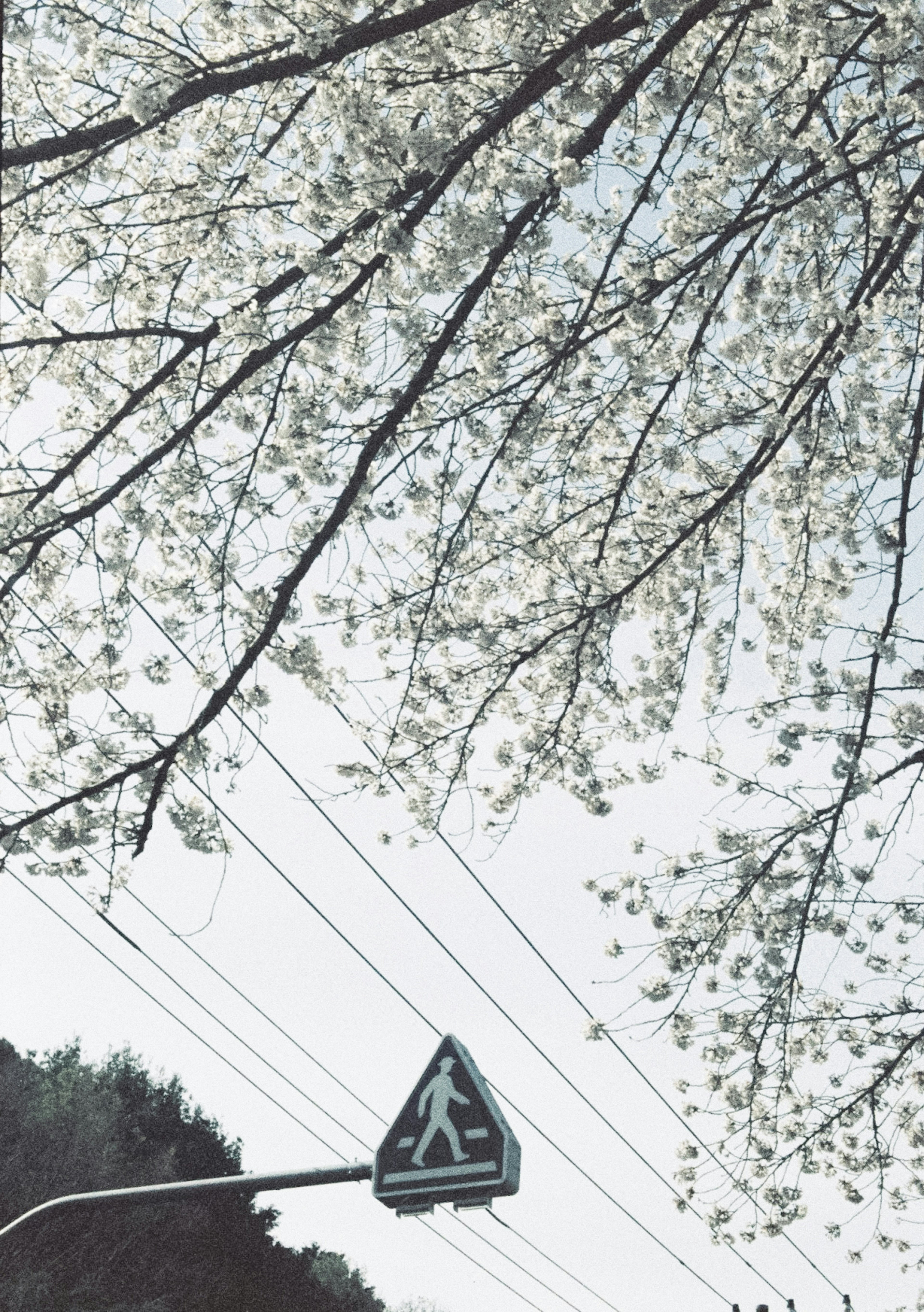 Branches of cherry blossom trees with a pedestrian crossing sign