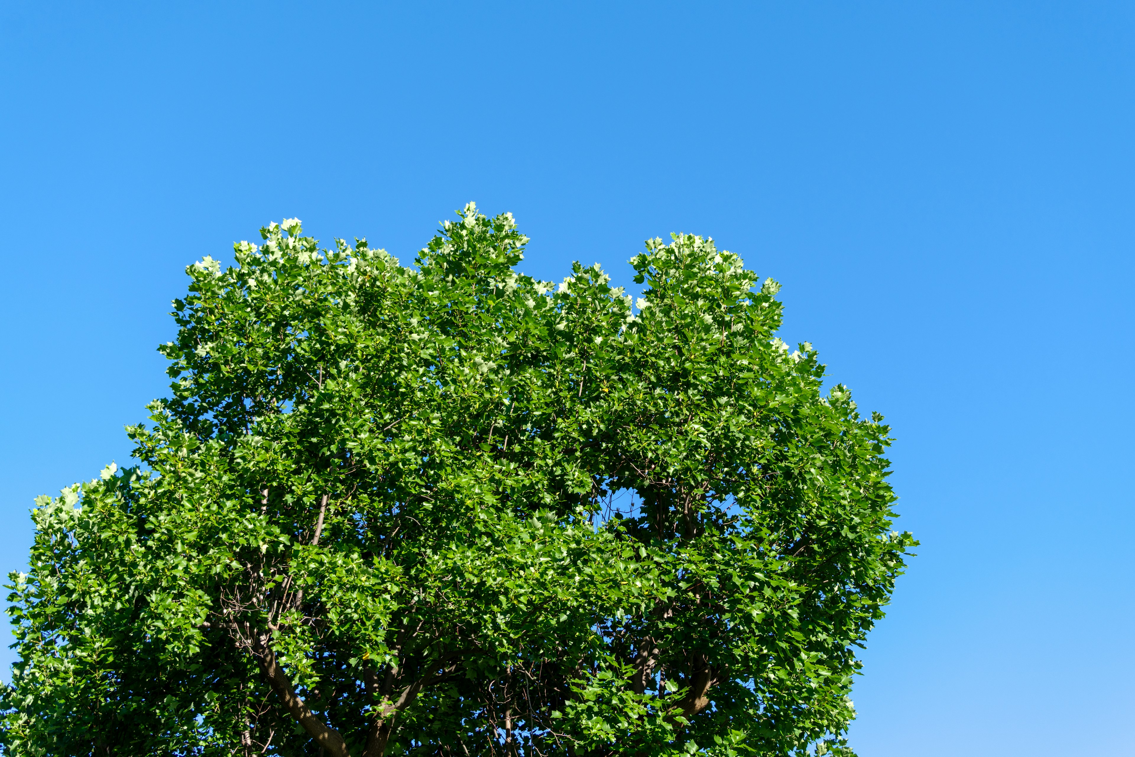 Un árbol verde frondoso contra un cielo azul claro