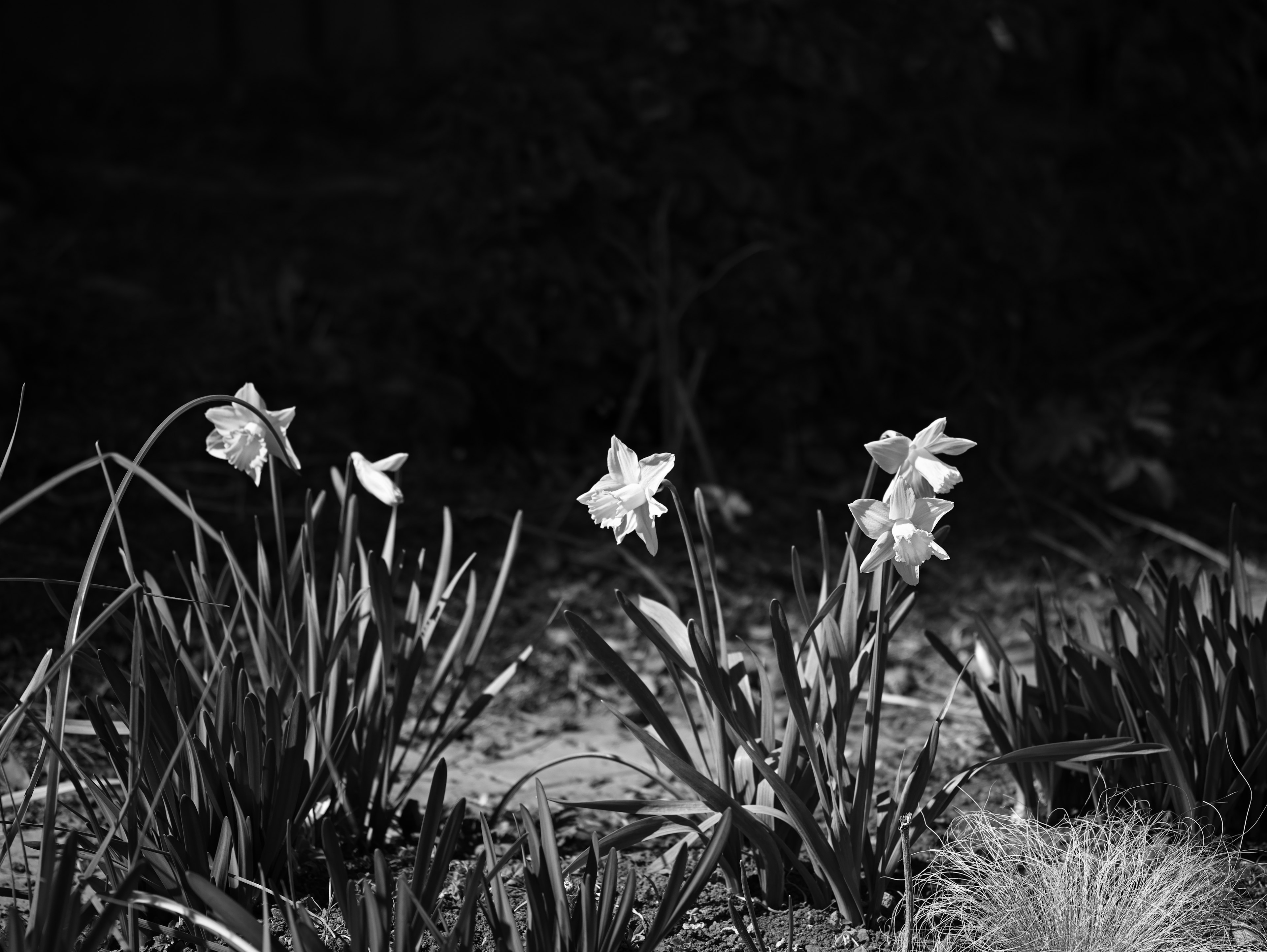 Imagen en blanco y negro de varias flores de narcisos con hojas verdes