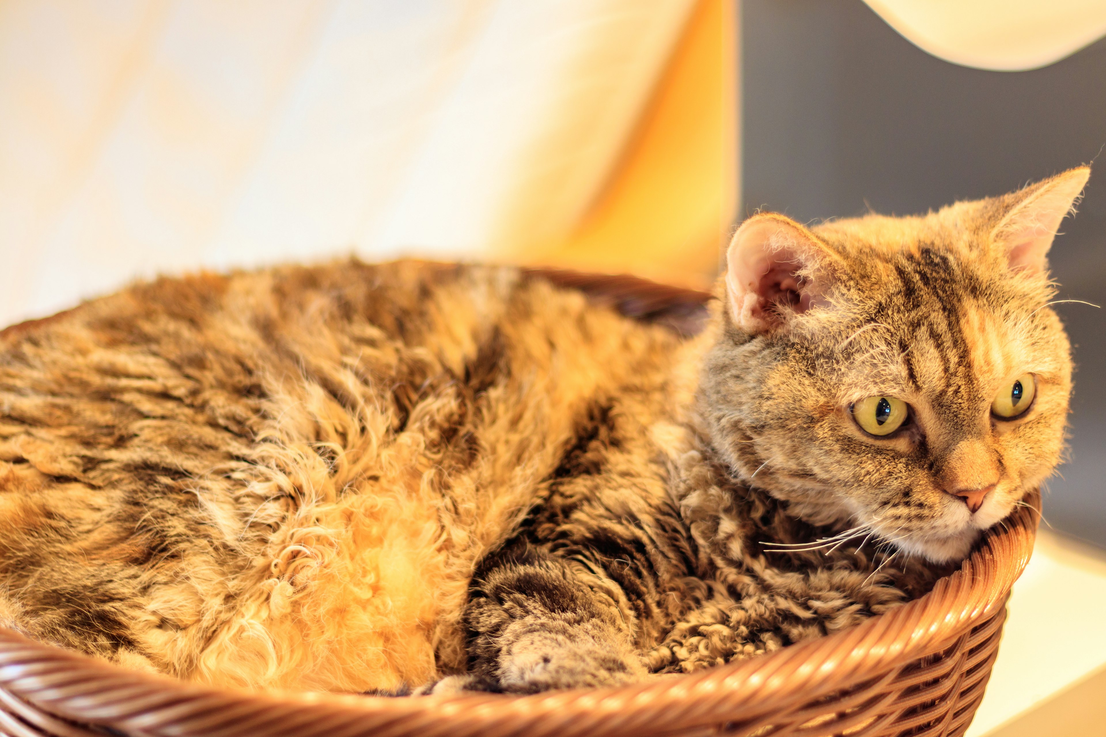 A cat relaxing in a woven basket