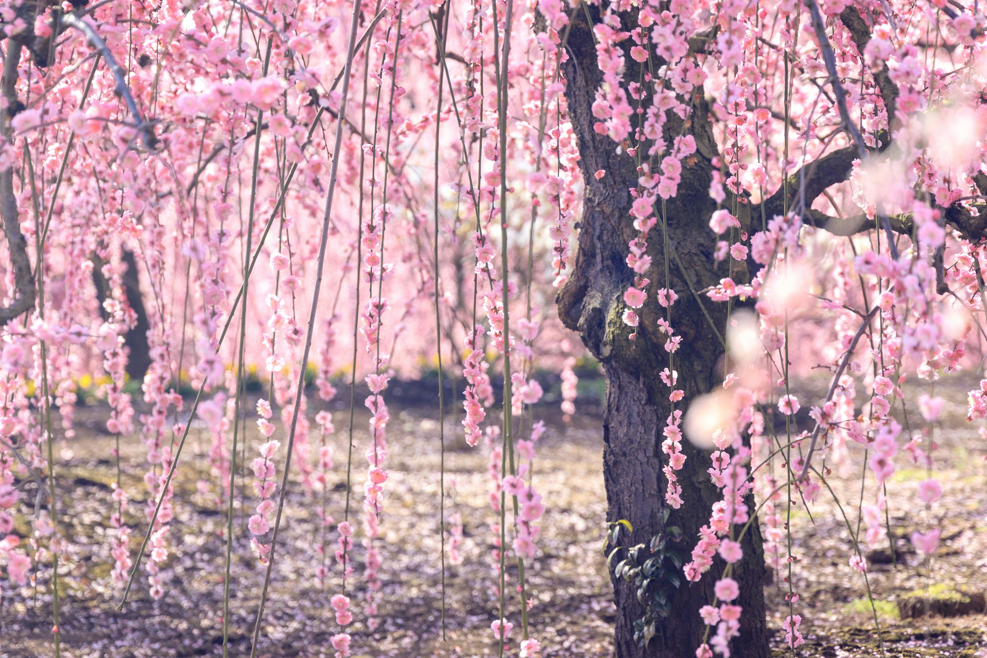 Hermoso árbol de cerezo con flores rosas creando un paisaje sereno