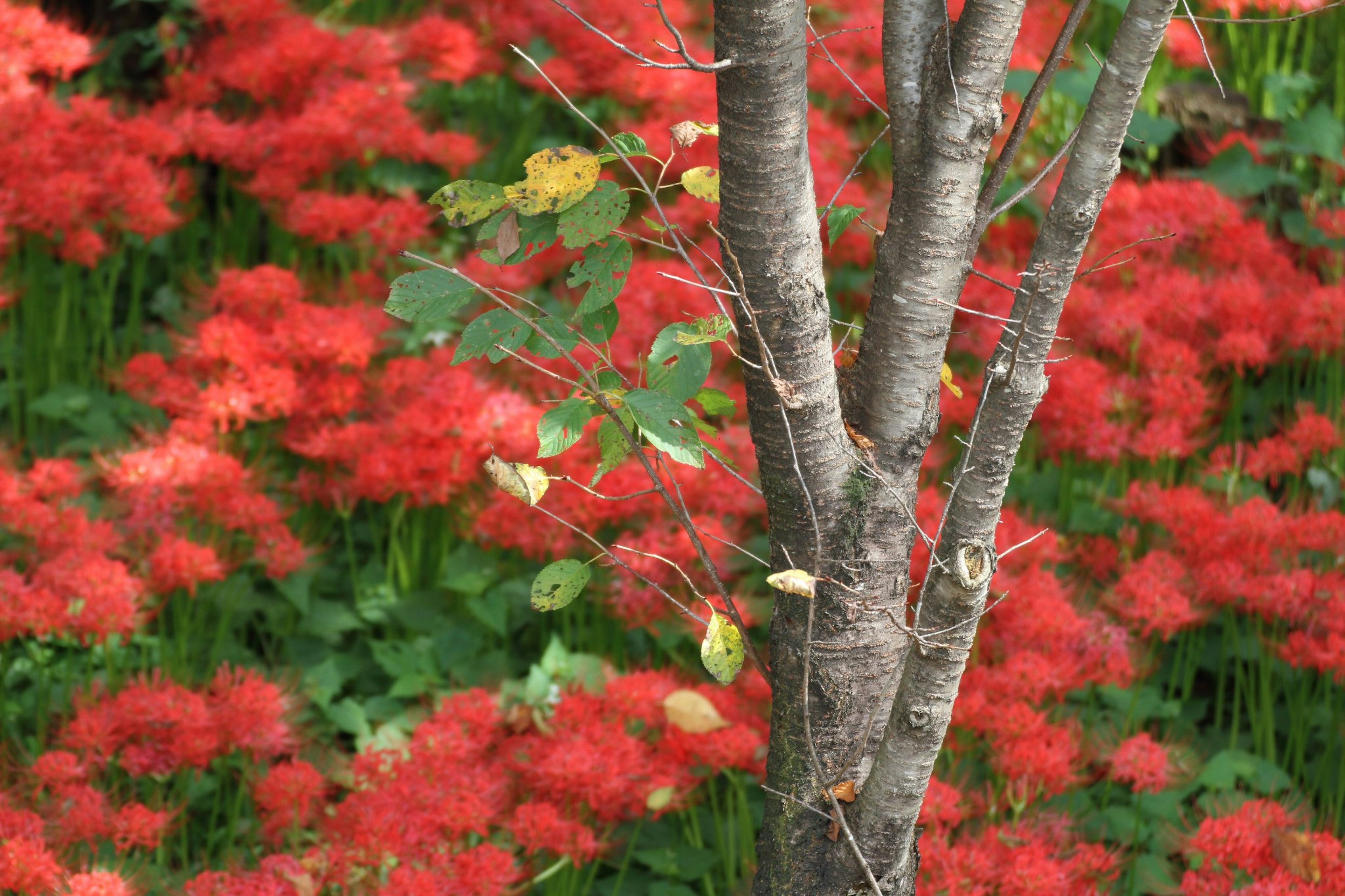 Tronco de árbol con flores rojas vibrantes de fondo