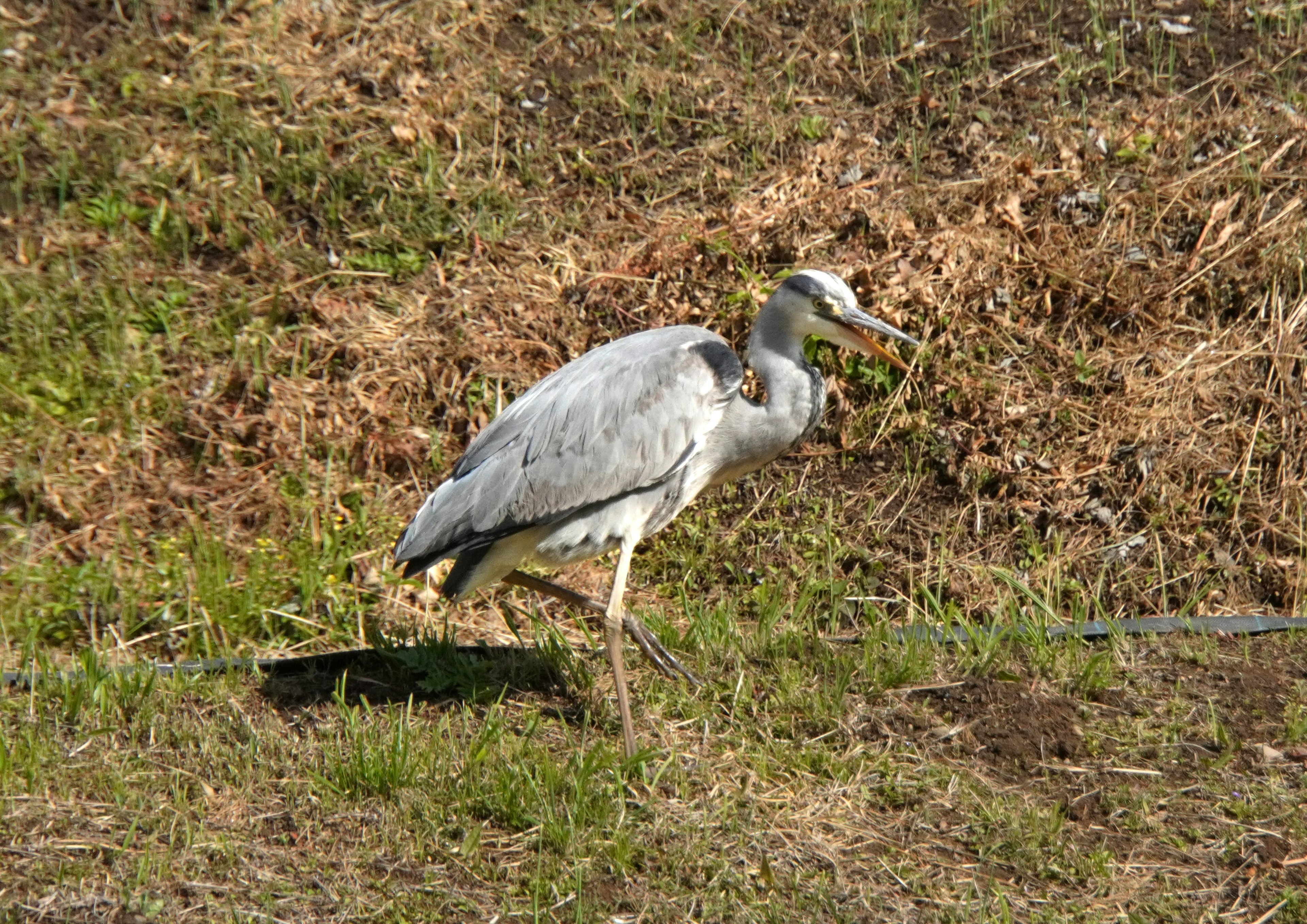 Burung bangau abu-abu berjalan di area berumput