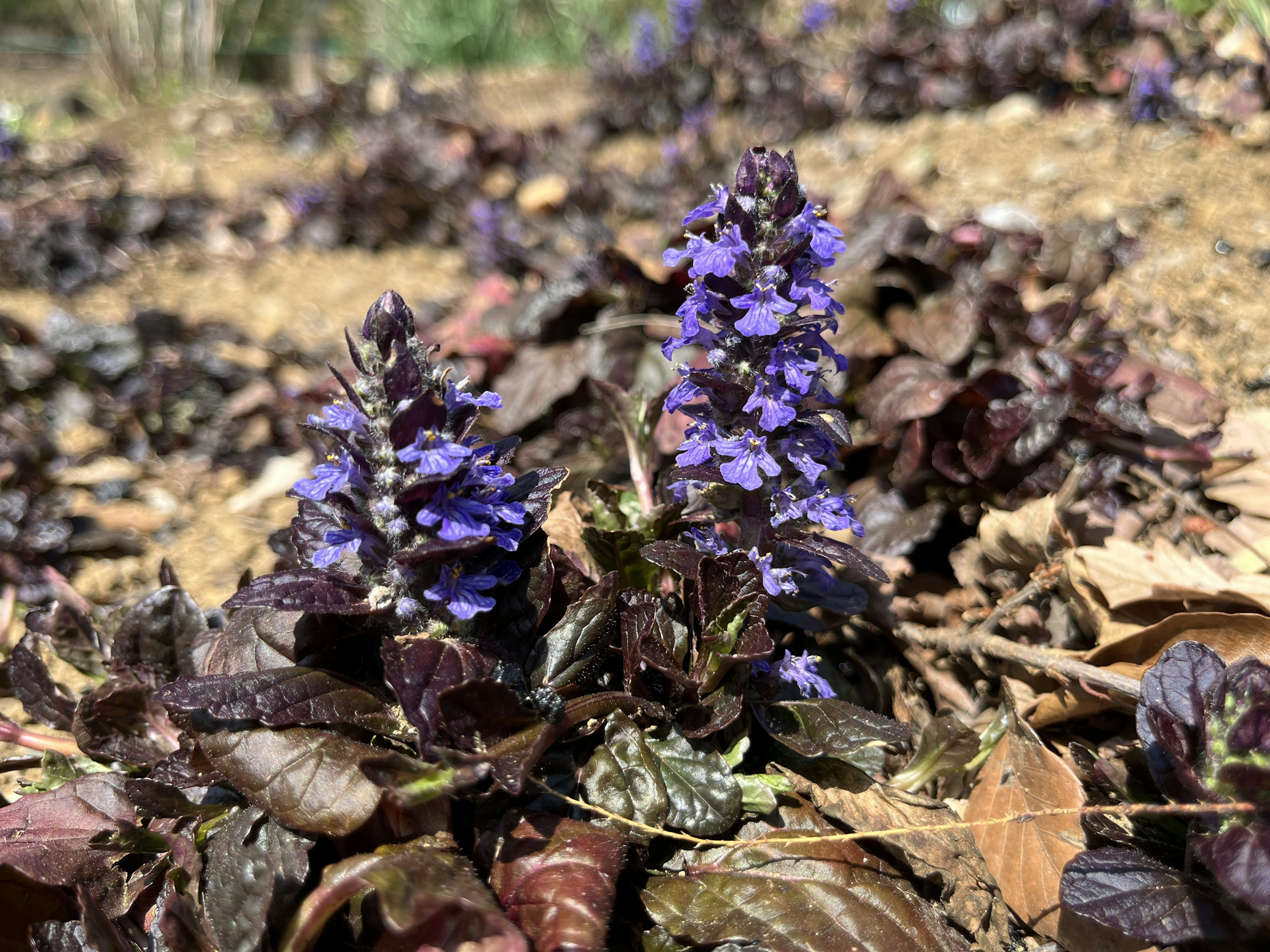 Des plantes avec des fleurs violettes et des feuilles rouge foncé se répandent sur le sol