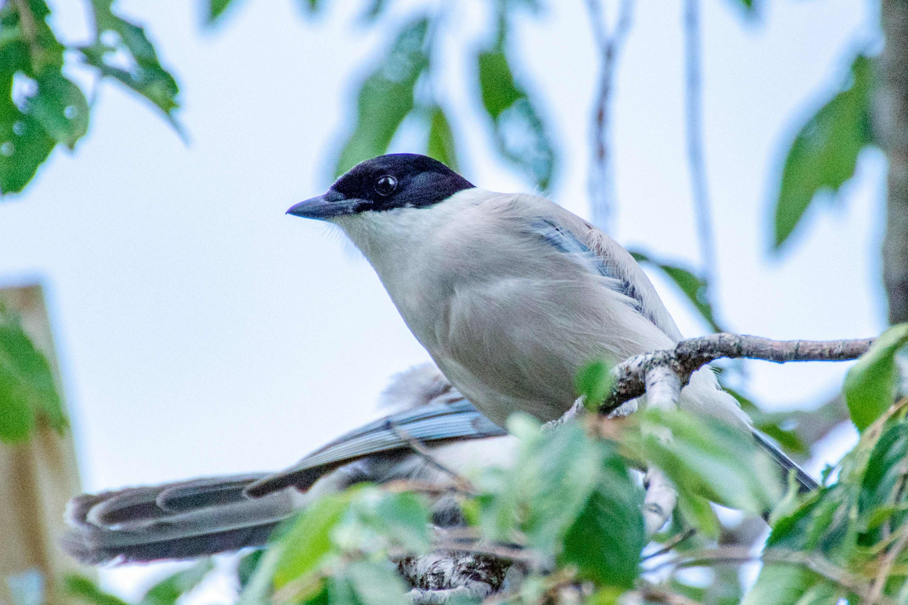 Pájaro posado en una rama con cabeza negra y cuerpo gris claro rodeado de hojas verdes