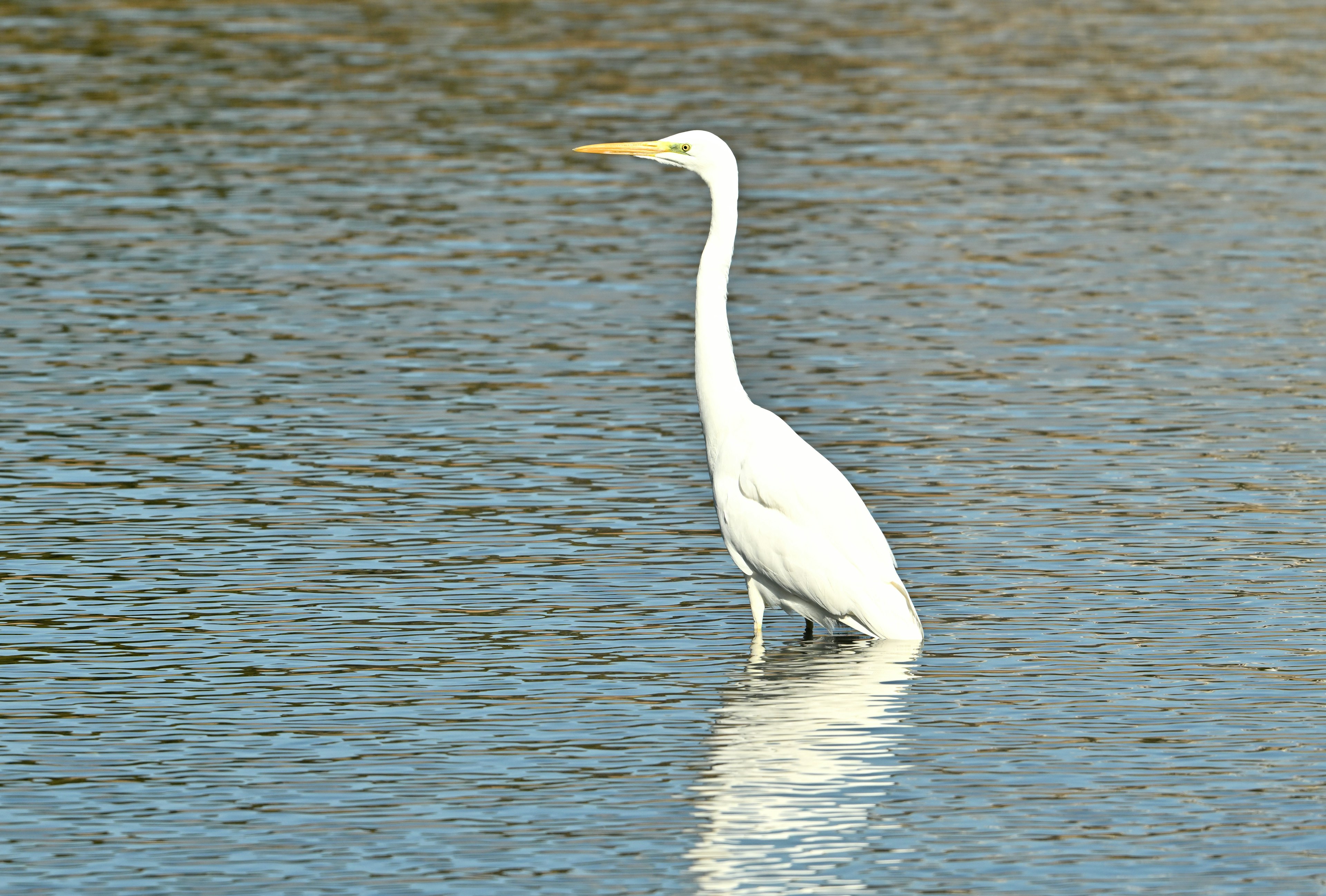 Un héron blanc se tenant dans l'eau peu profonde