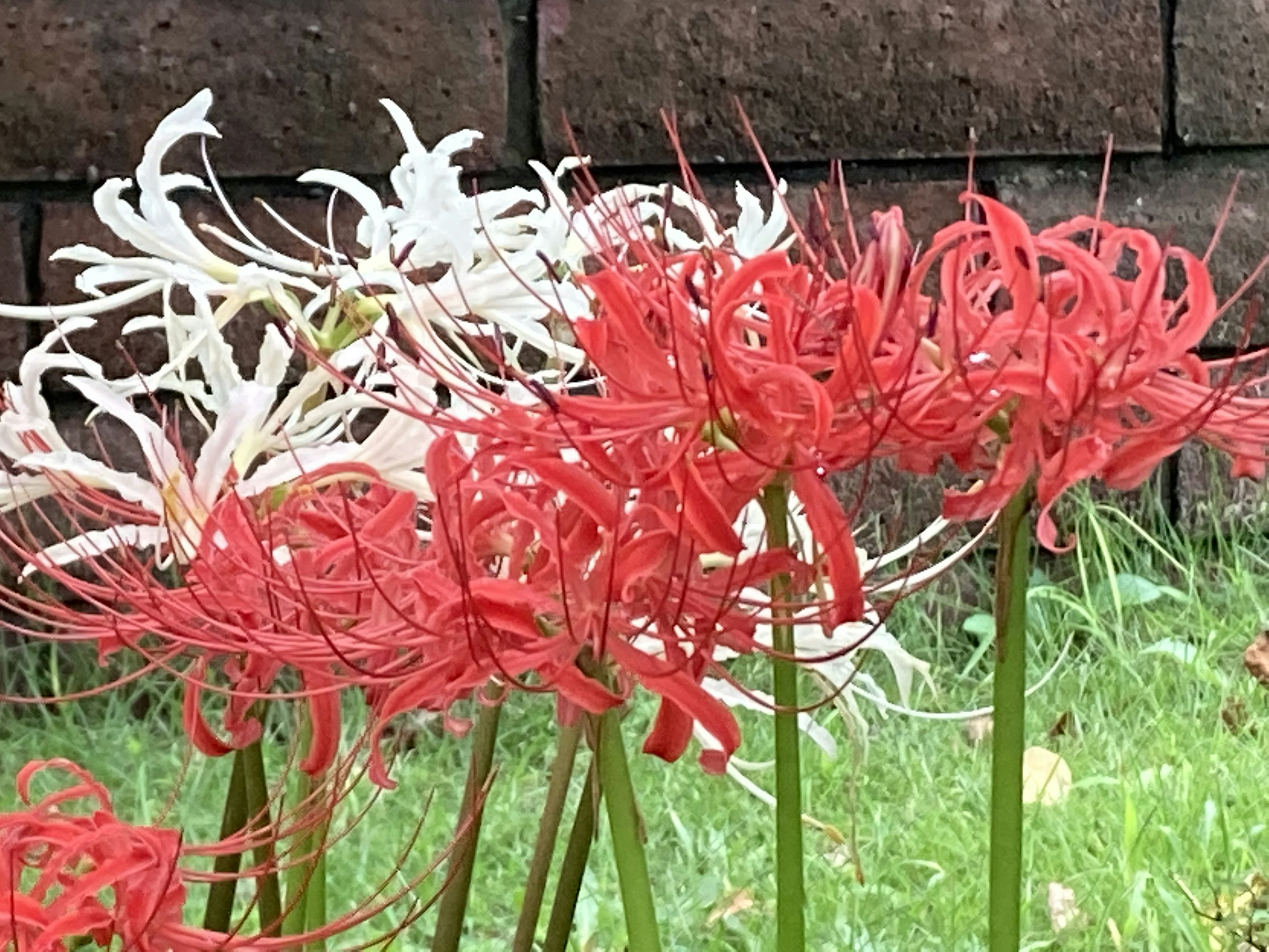 Un gruppo di gigli ragno rossi e bianchi in un giardino