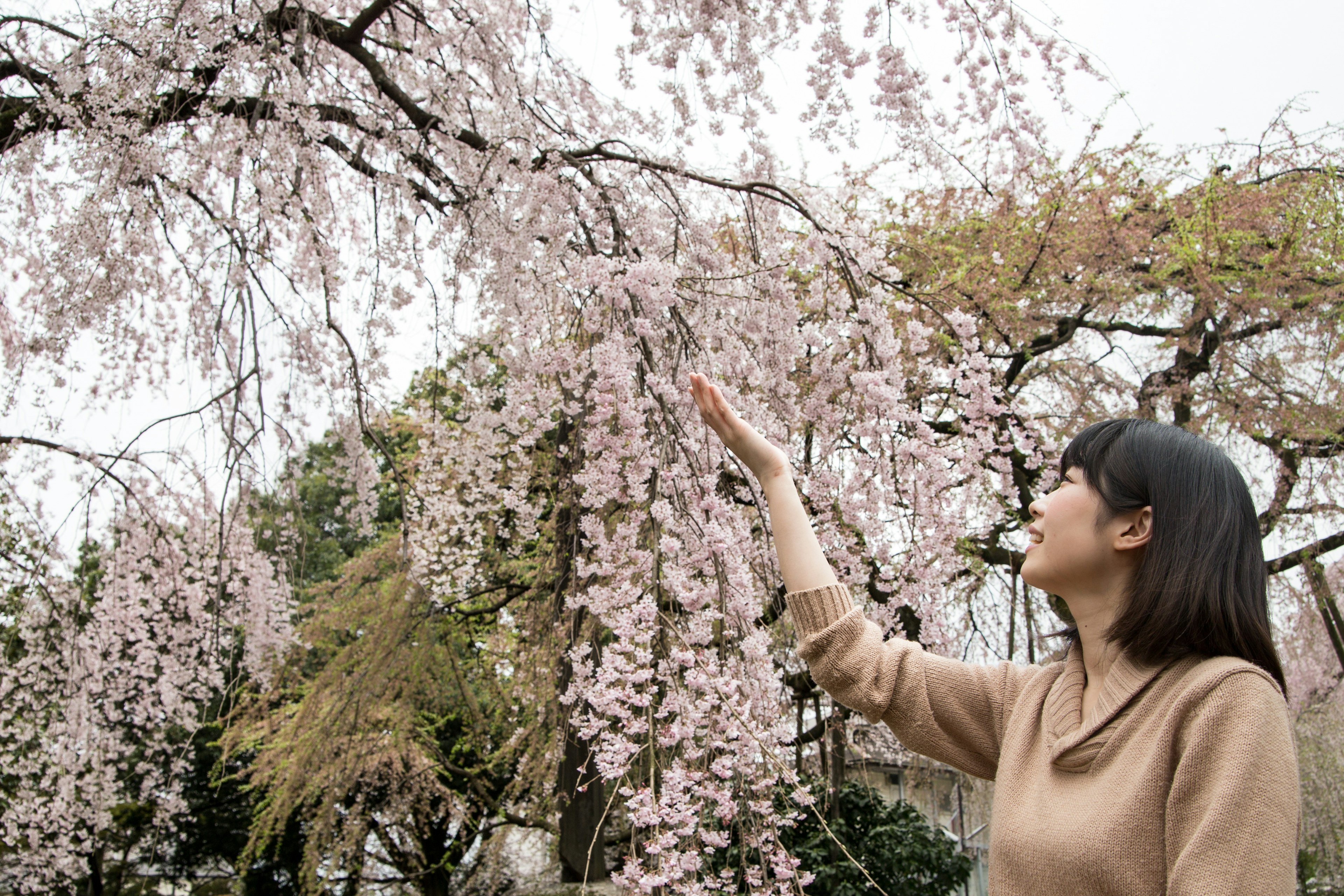 Femme touchant des fleurs de cerisier