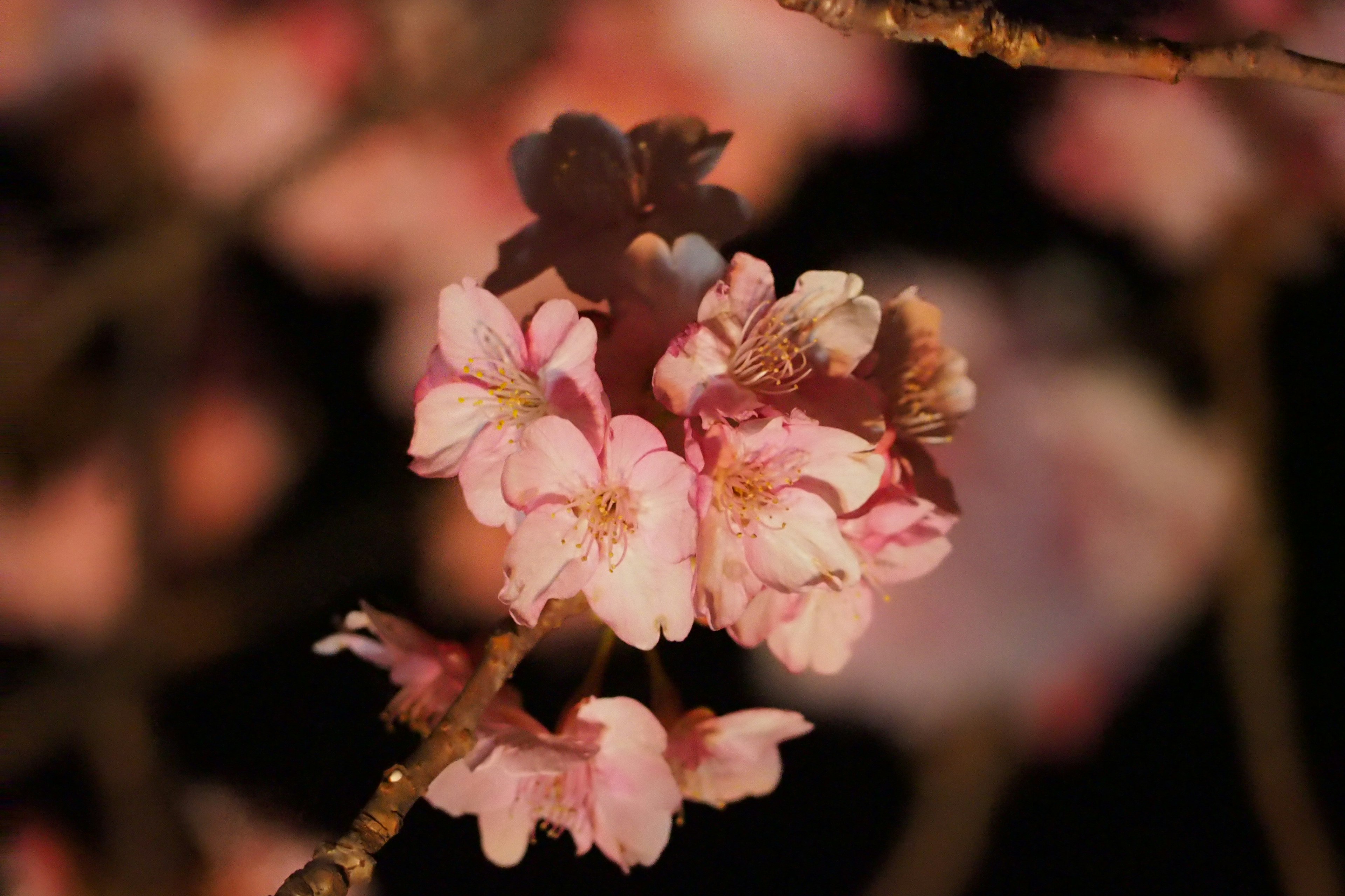 Close-up bunga sakura berwarna pink muda di cabang