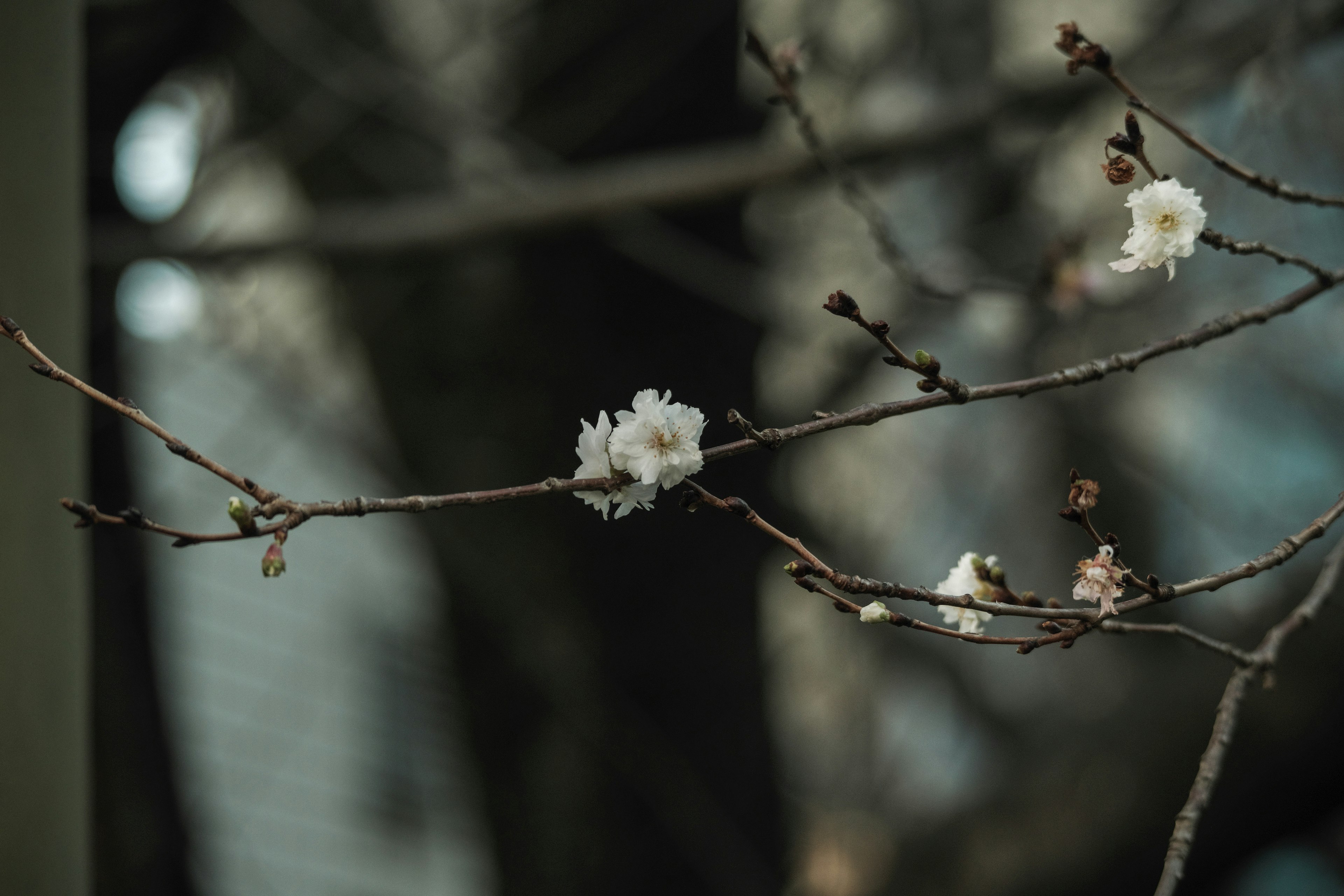 白い花が咲く細い枝の近接写真