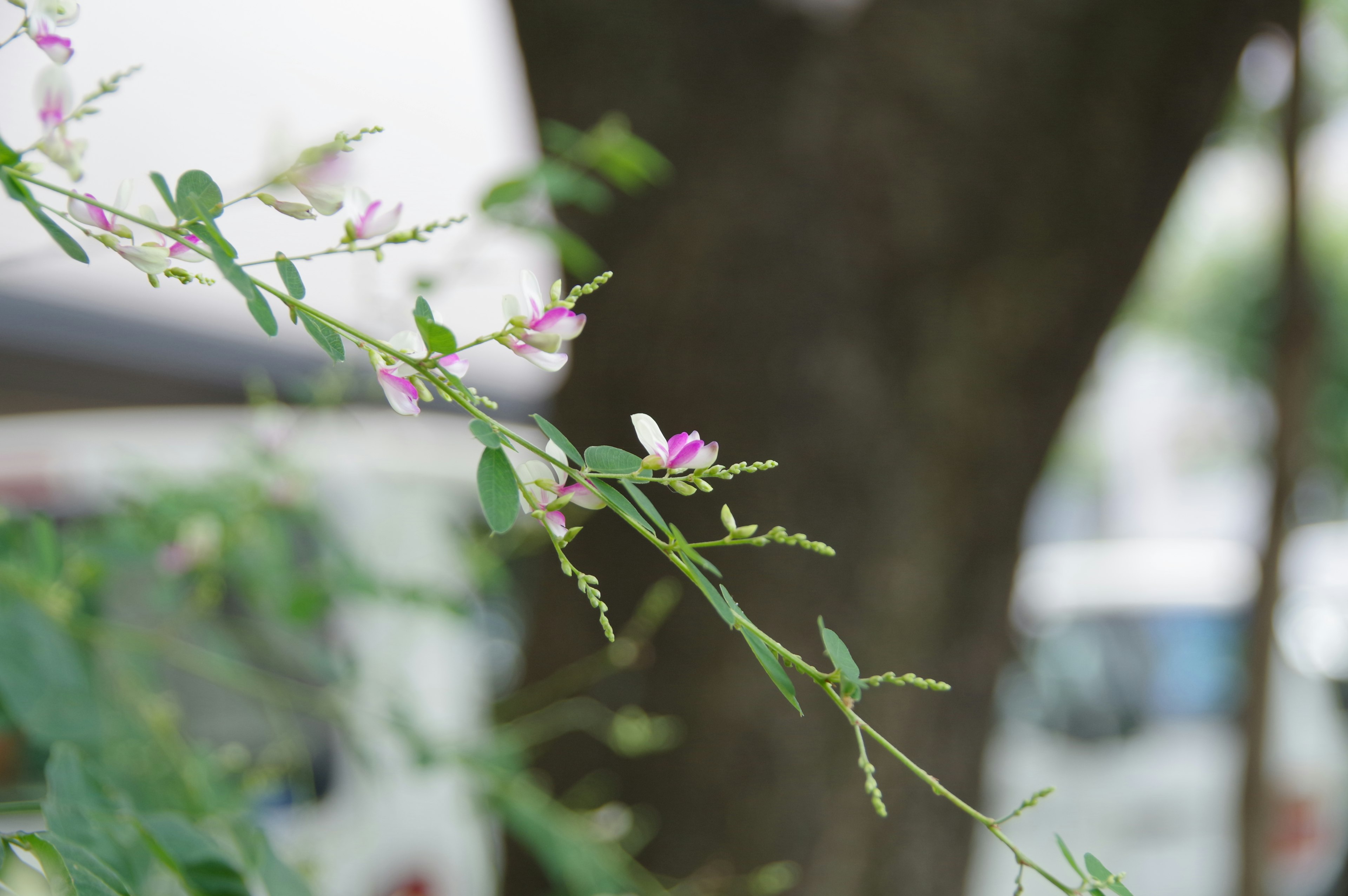 Nahaufnahme einer Kletterpflanze mit grünen Blättern und lila Blumen