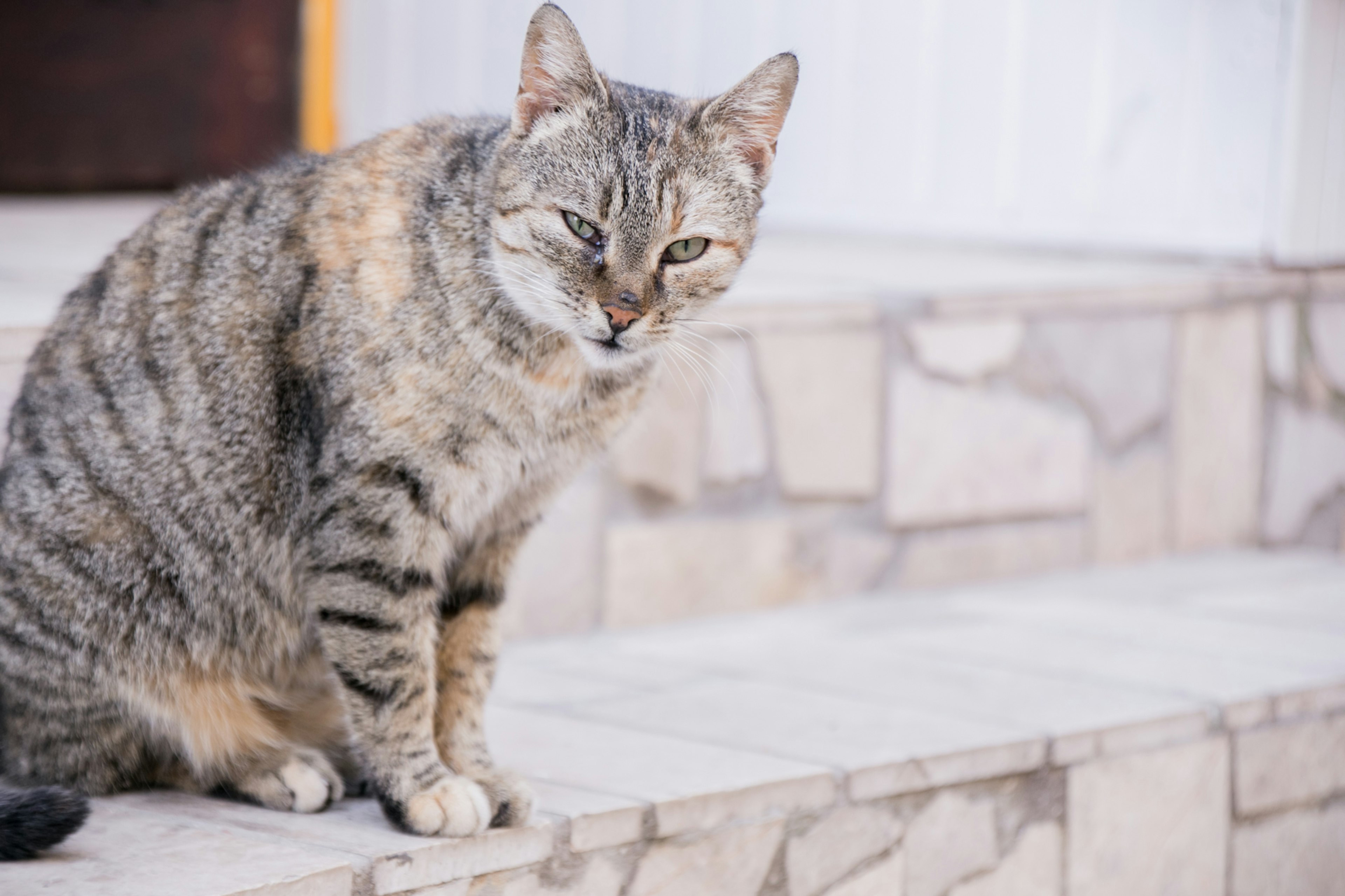 階段に座っている灰色の縞模様の猫