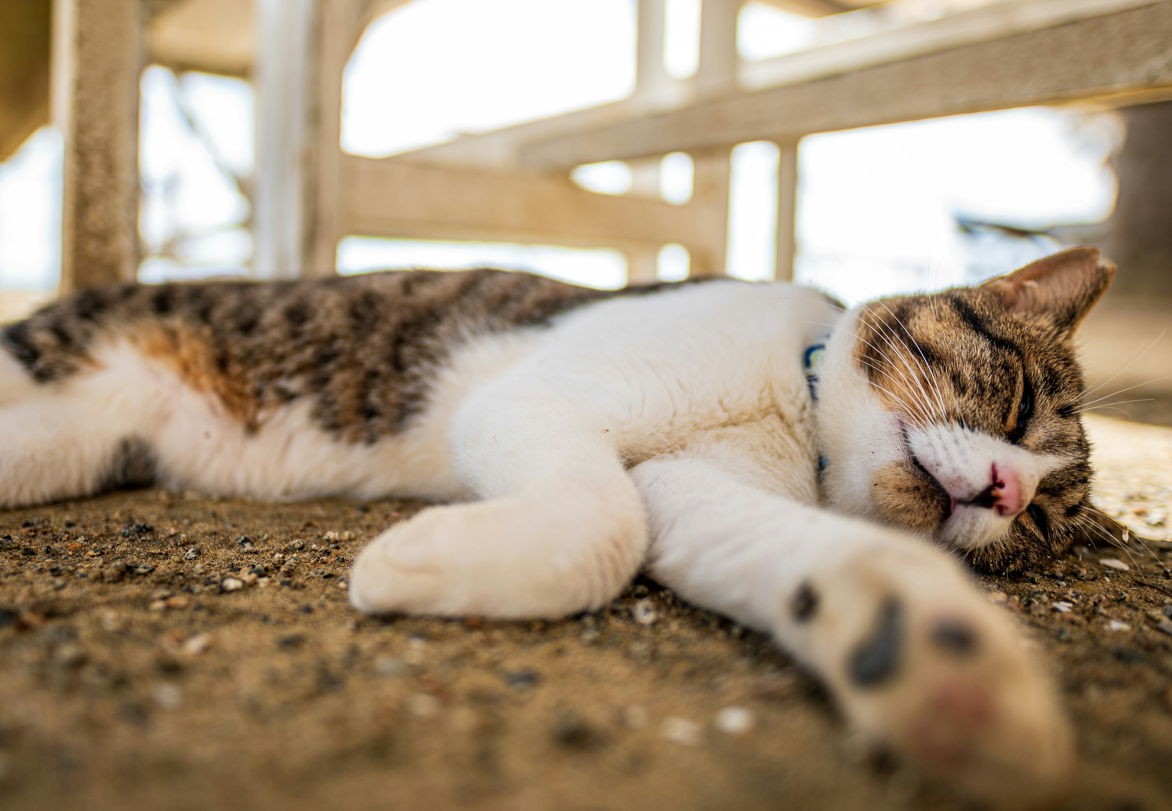 Vista laterale di un gatto marrone e bianco che dorme al sole