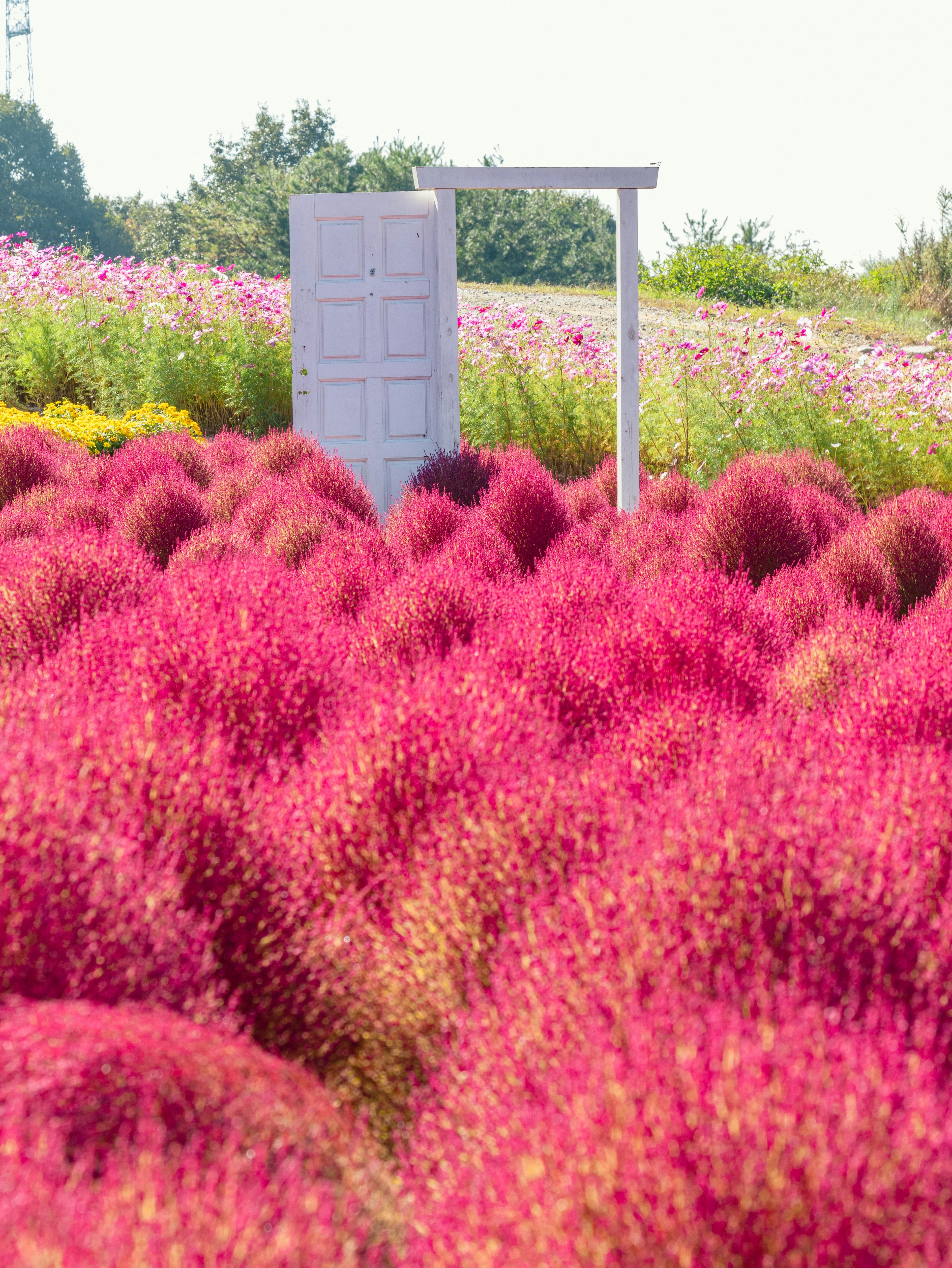 Pemandangan dengan kochia pink cerah dan pintu putih