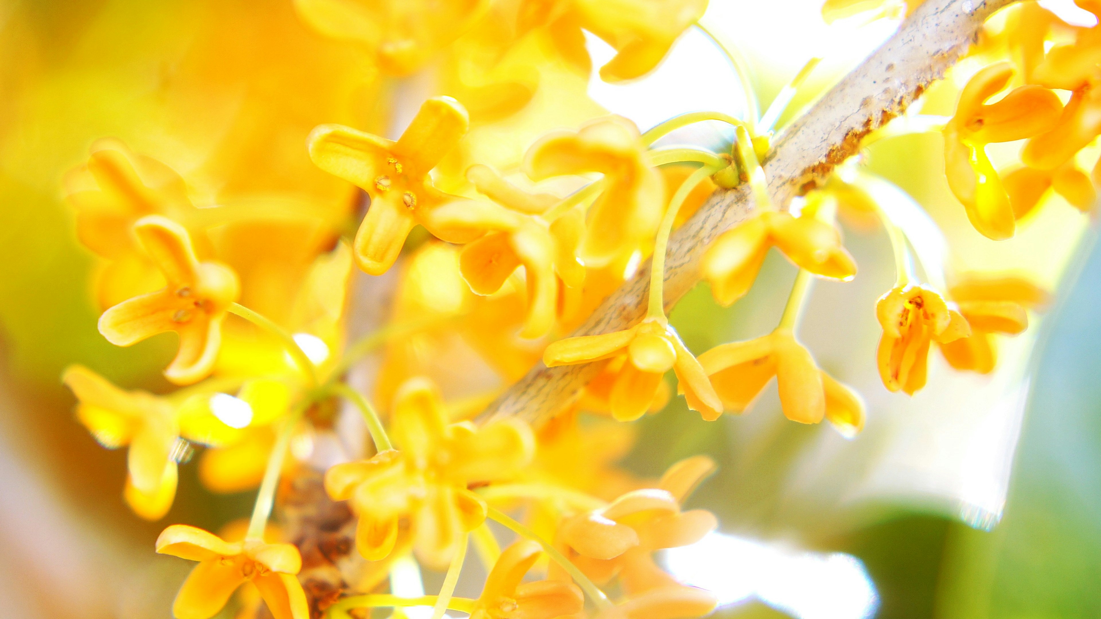 Primer plano de flores amarillas vibrantes en una planta