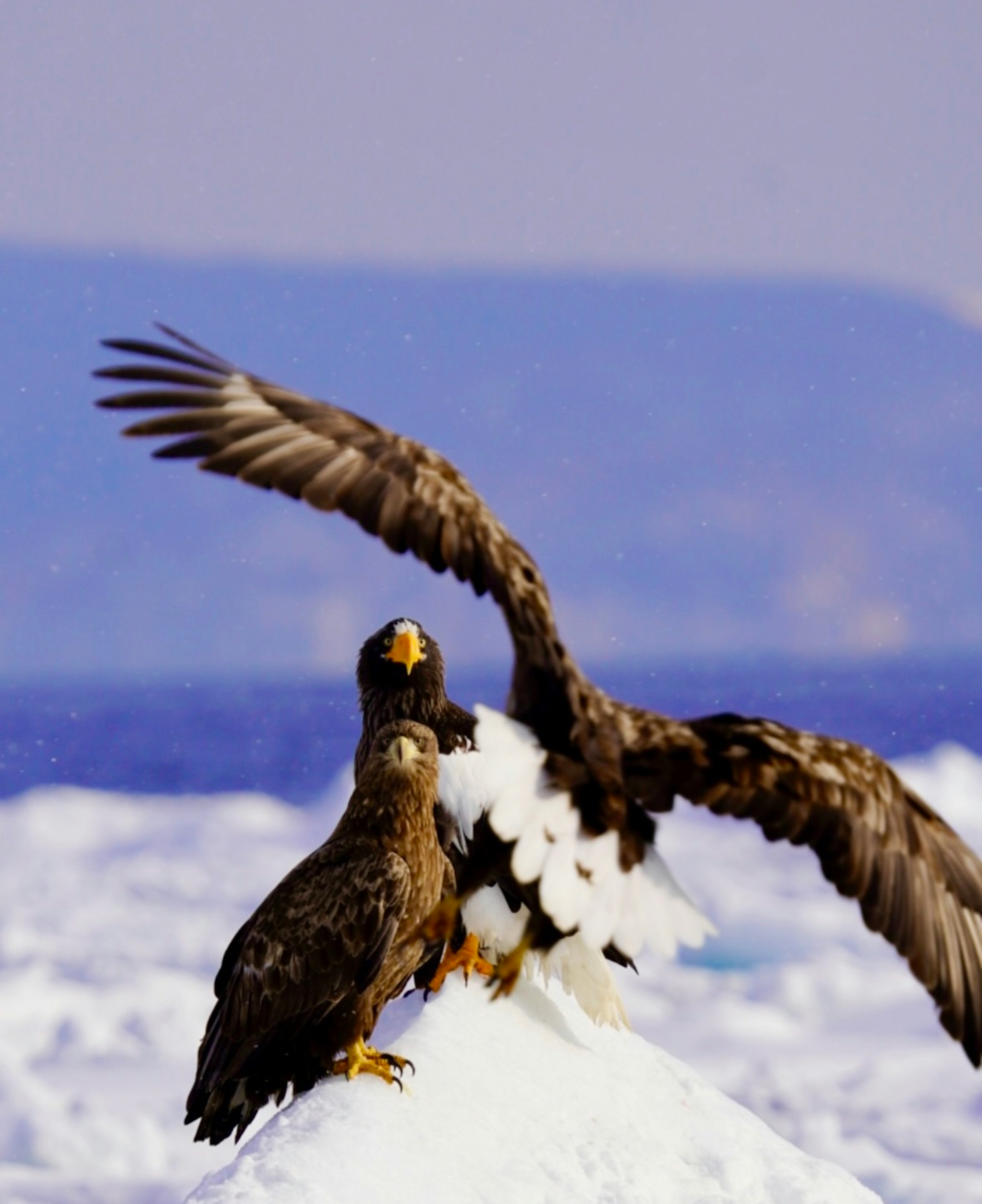 Two eagles on snow with one in flight against a blue ocean background