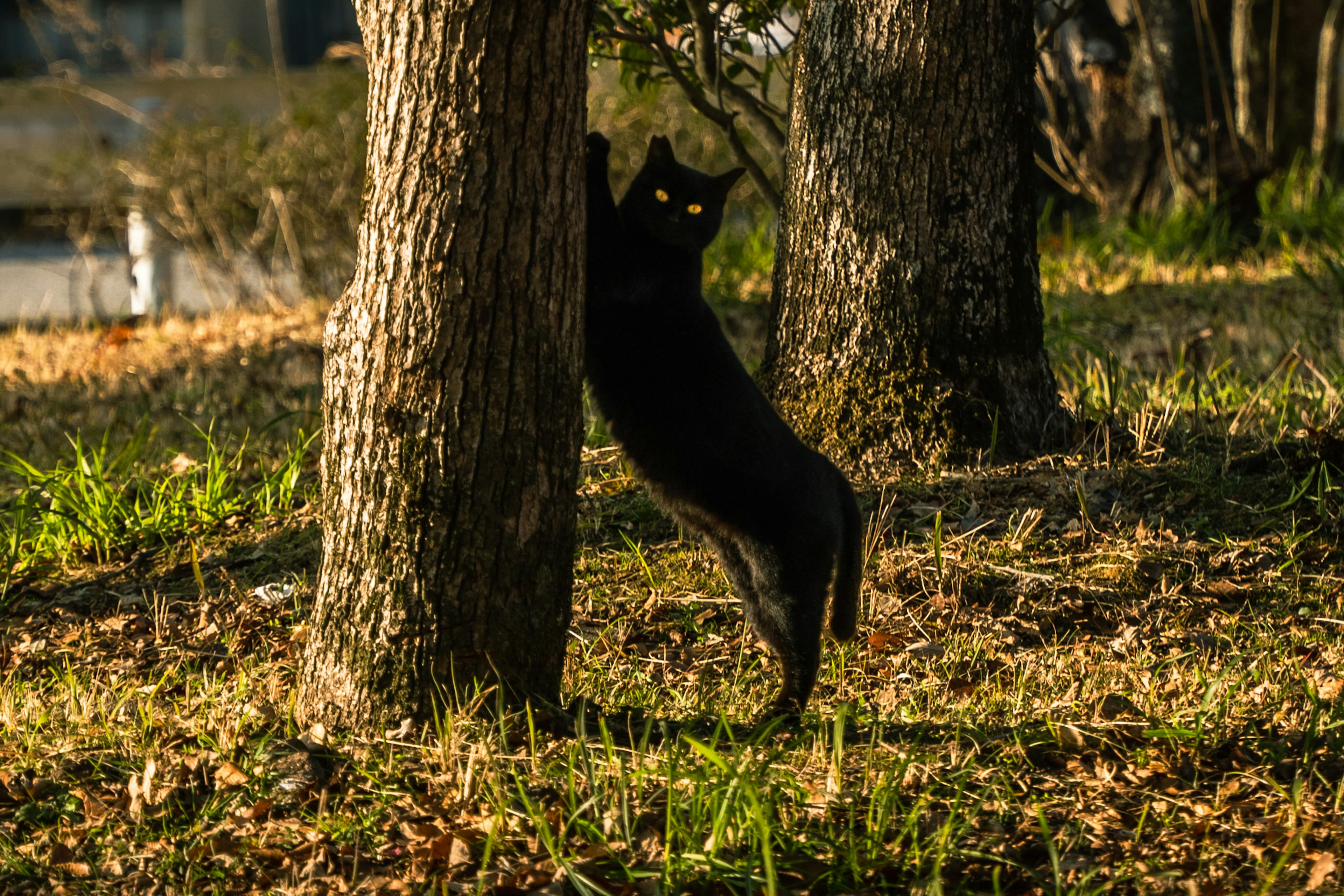 黒い猫が木に登ろうとしている様子