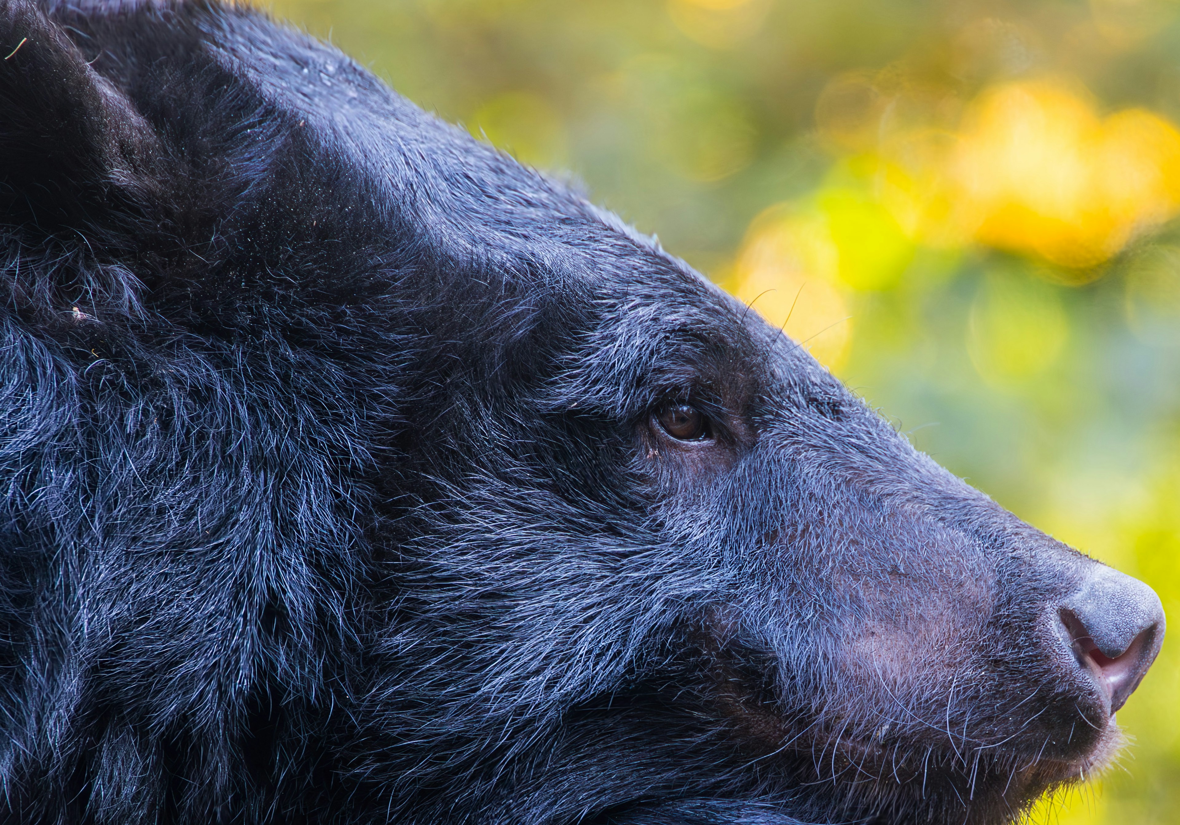 Primer plano del perfil de un oso negro con un fondo verde y amarillo desenfocado