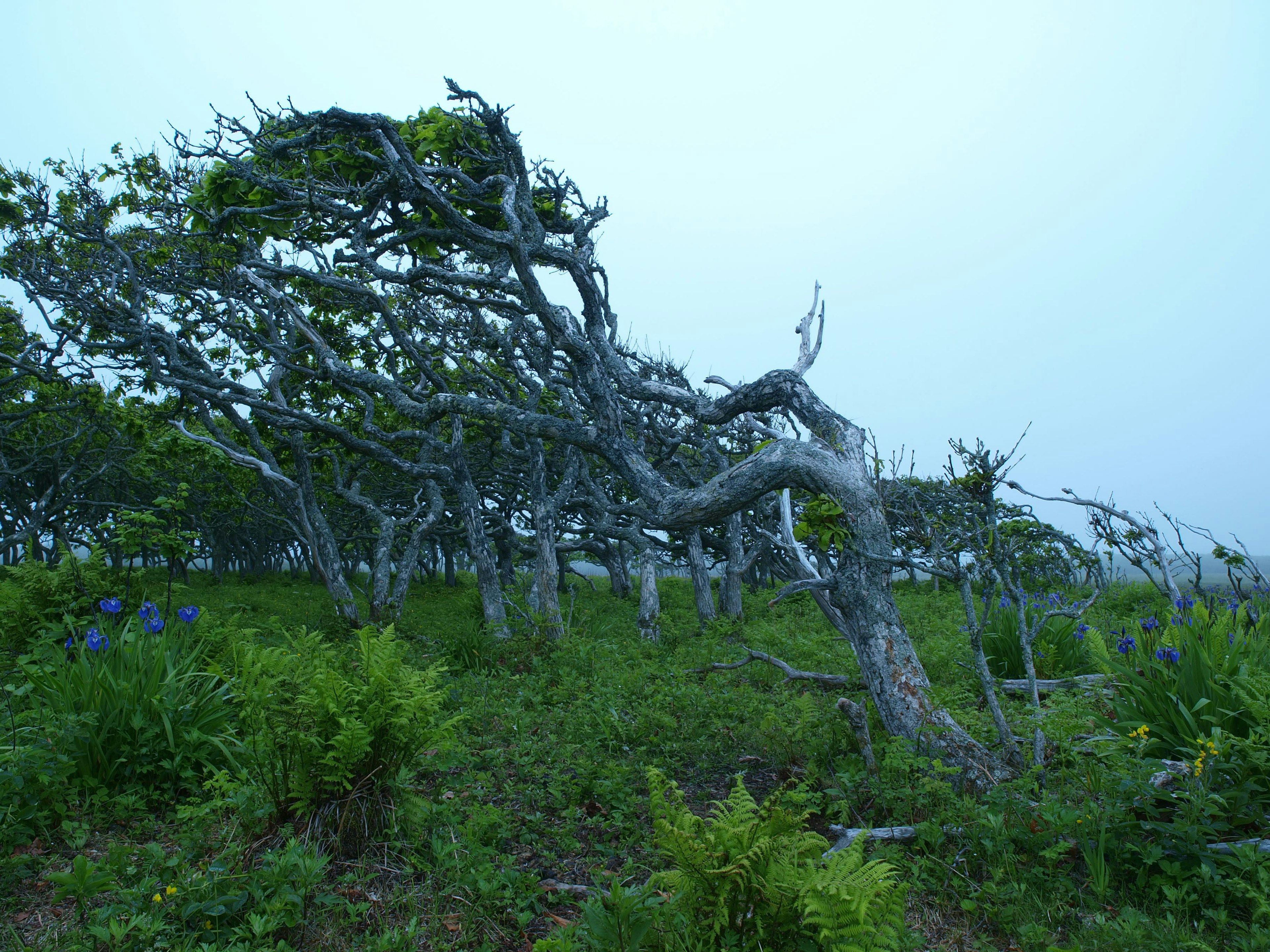 霧の中に傾いた木と緑の草地