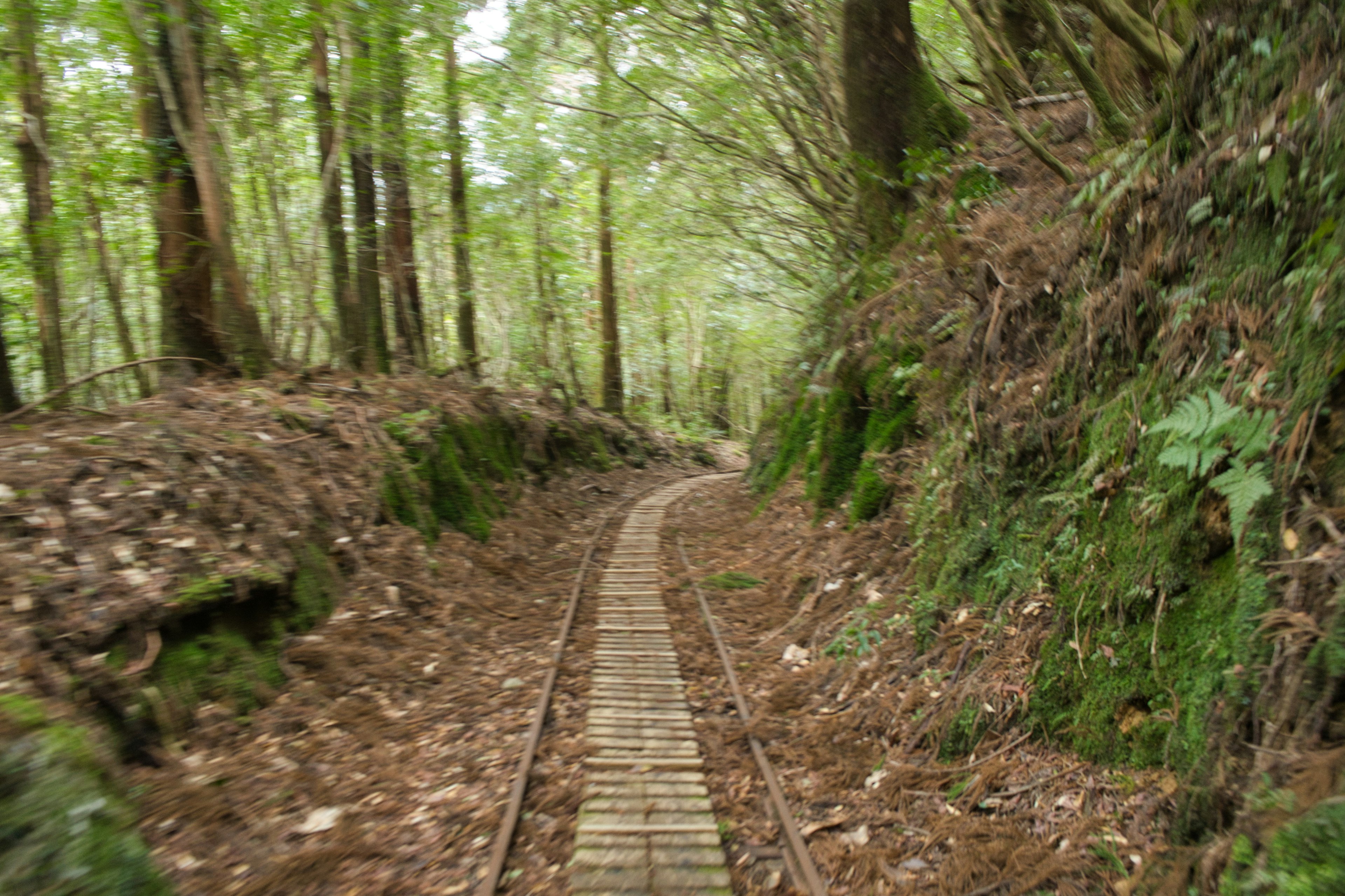 Narrow wooden track through a lush green forest