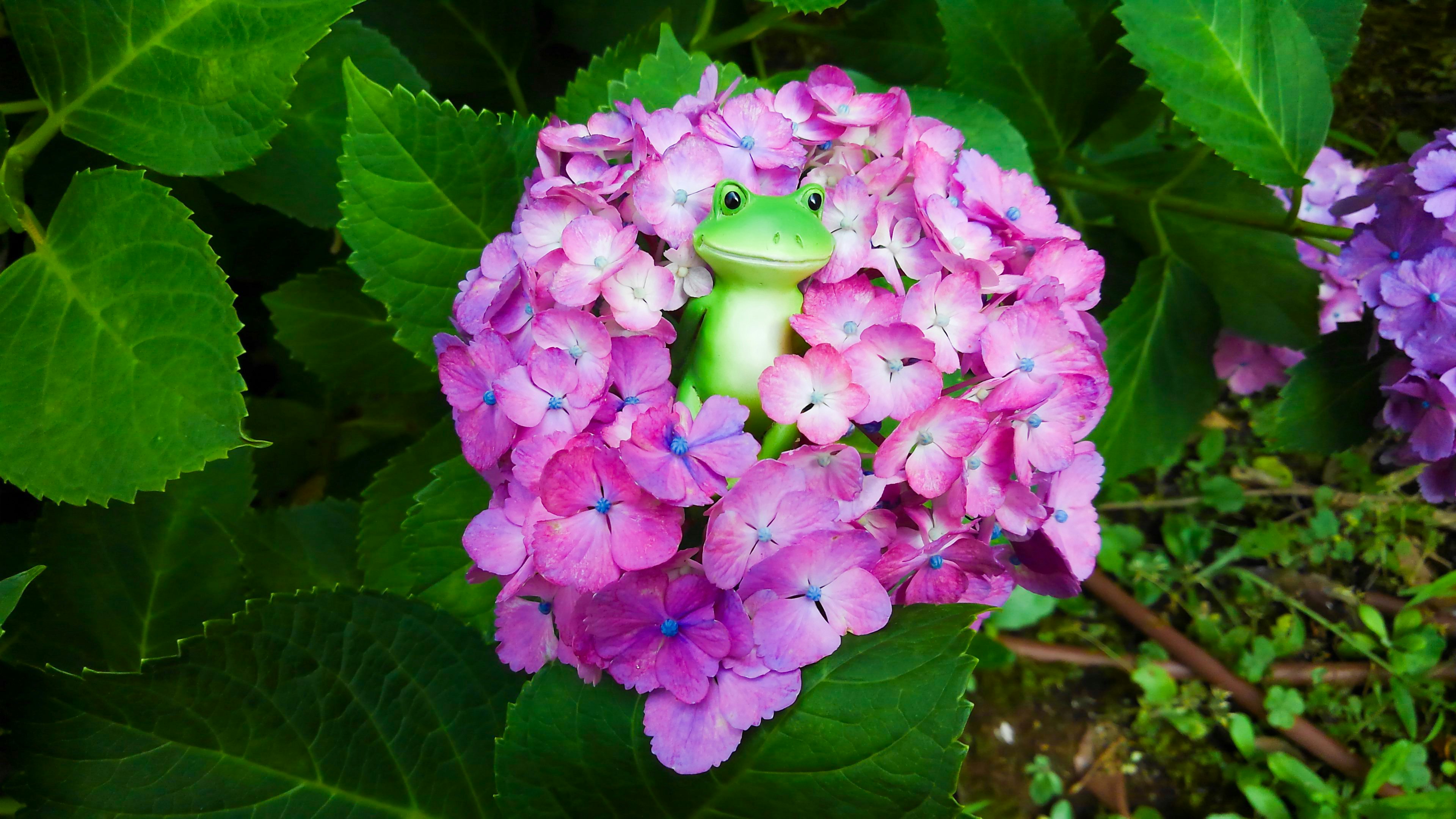 Una statuetta di rana verde annidata in un fiore di ortensia viola