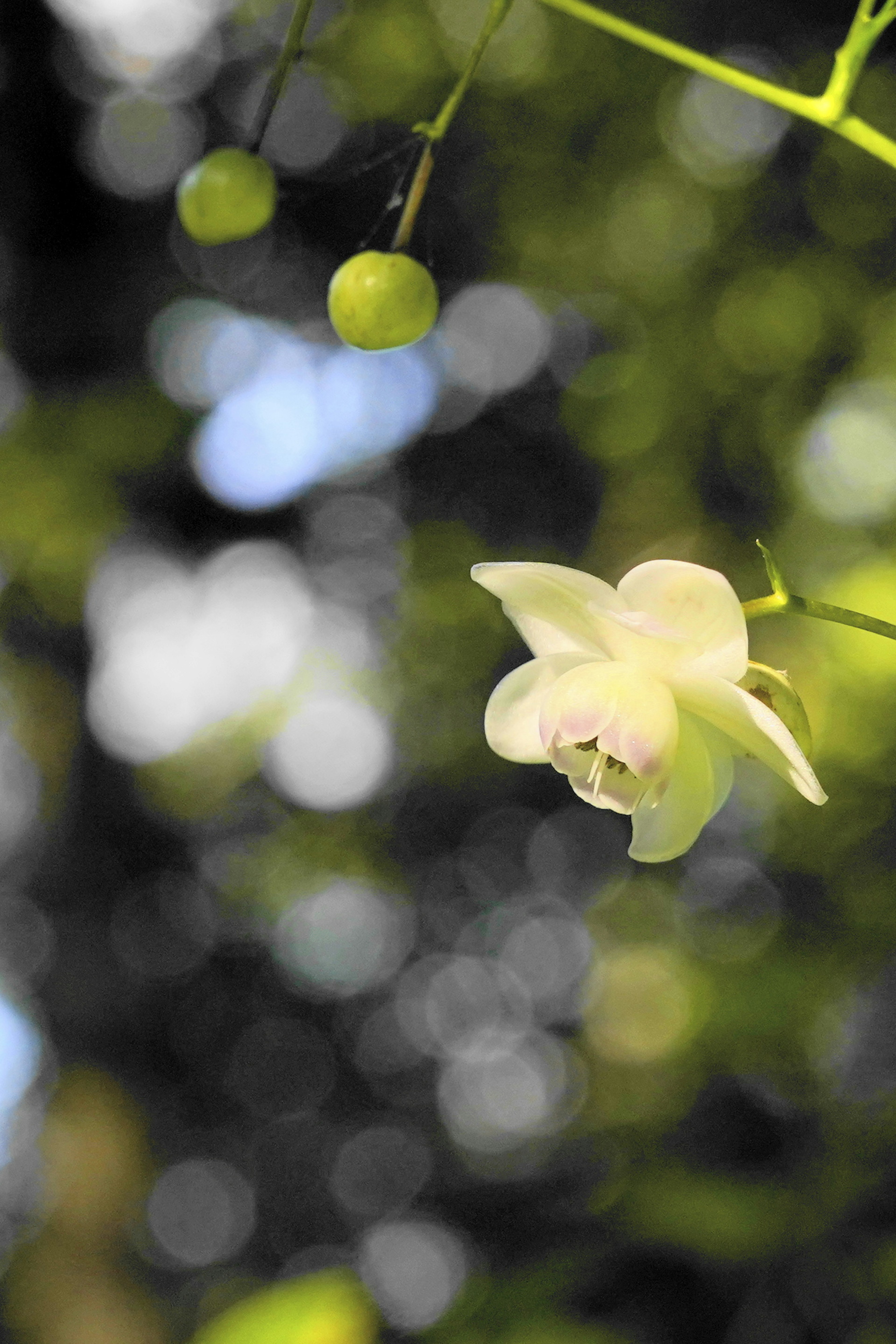 Nahaufnahme einer zarten weißen Orchideenblüte vor grünem Hintergrund