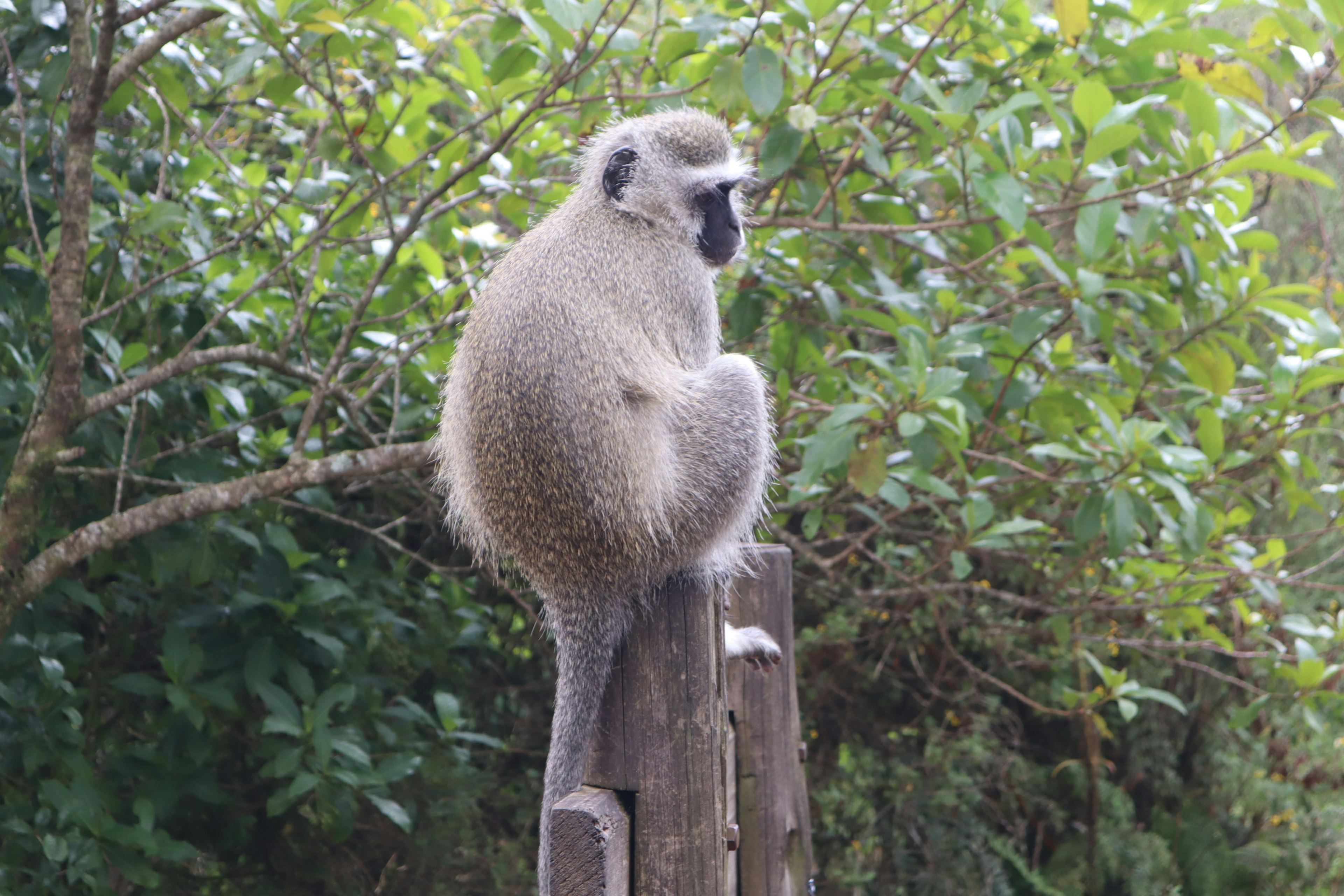 Side view of a monkey sitting on a wooden post with greenery in the background