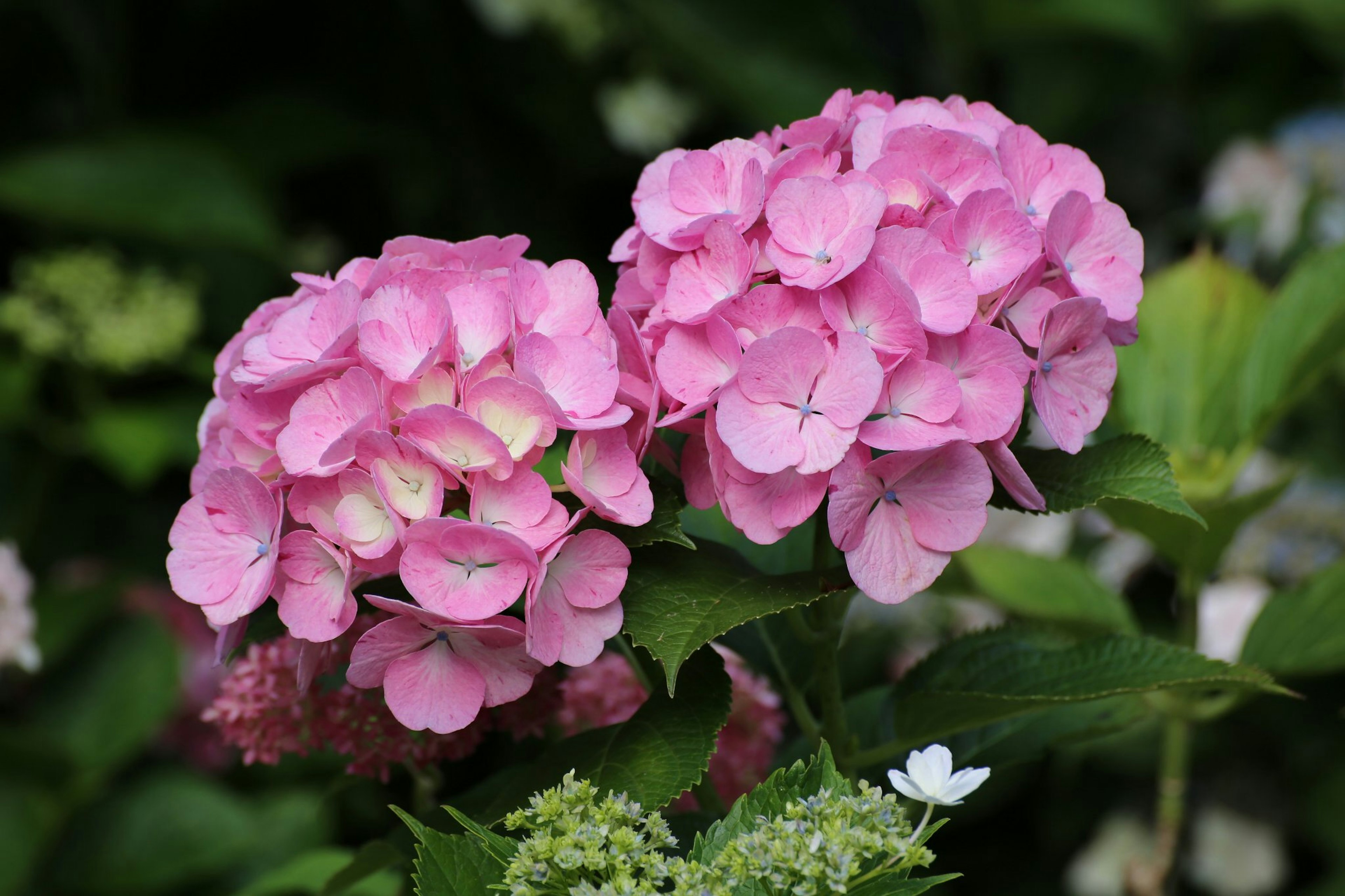 Fiori di ortensia rosa che fioriscono in un giardino